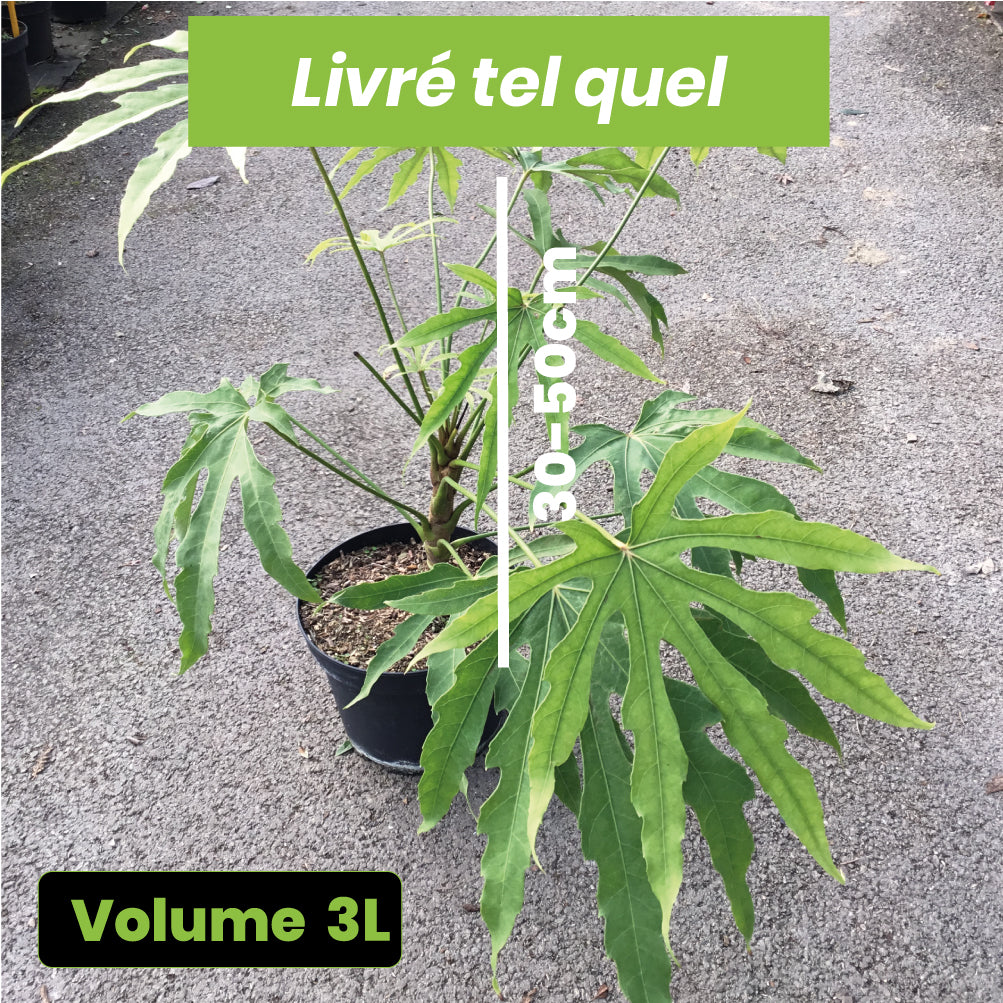 Aralia Polycarpa Green Fingers - Volume 3L / 30-50cm
