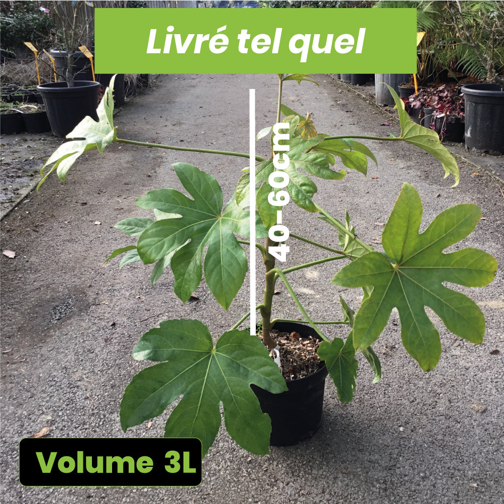 Aralia Sieboldii - Fatsia Japonica - Volume 3L / 40-60cm