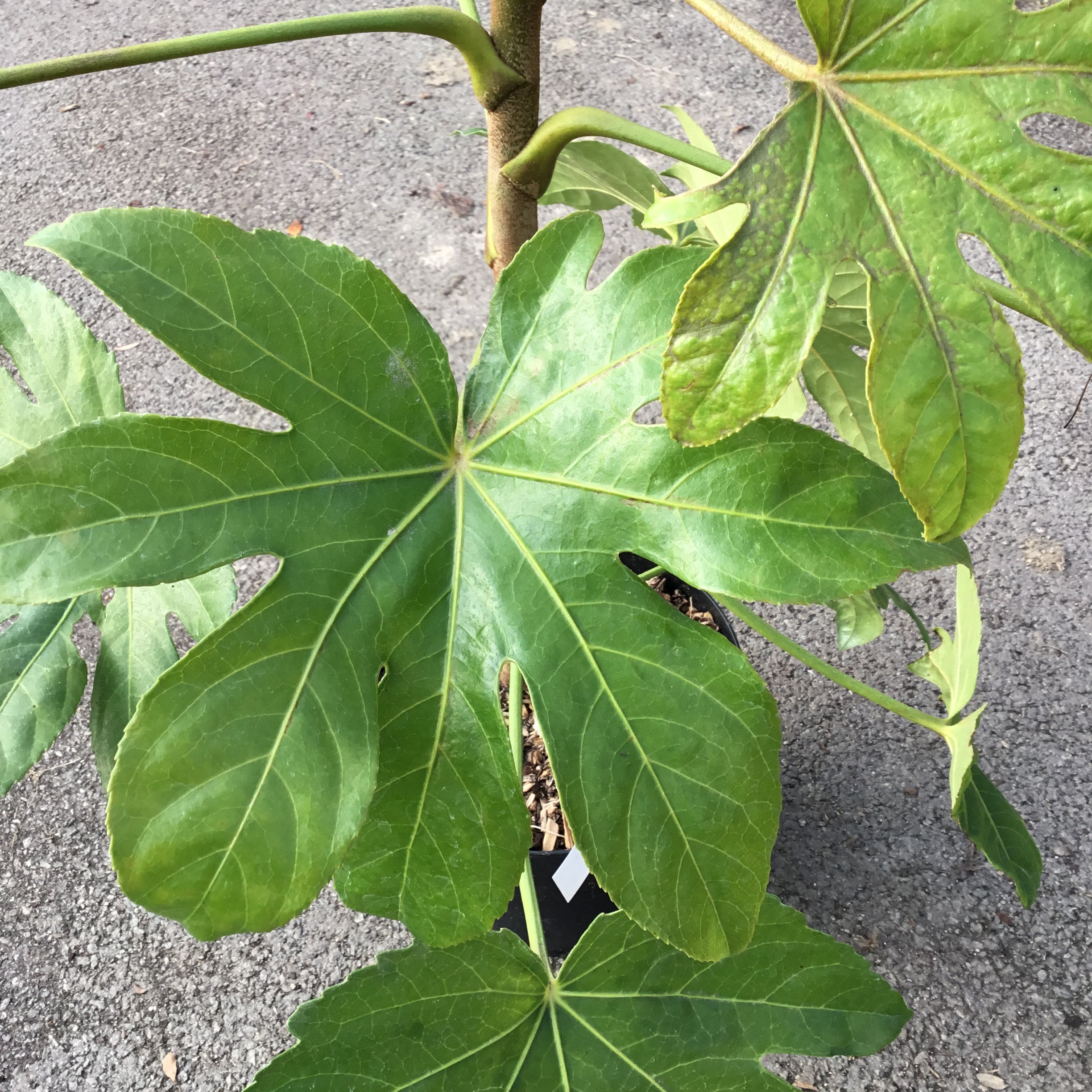 Aralia Sieboldii - Fatsia Japonica - Volume 3L / 40-60cm