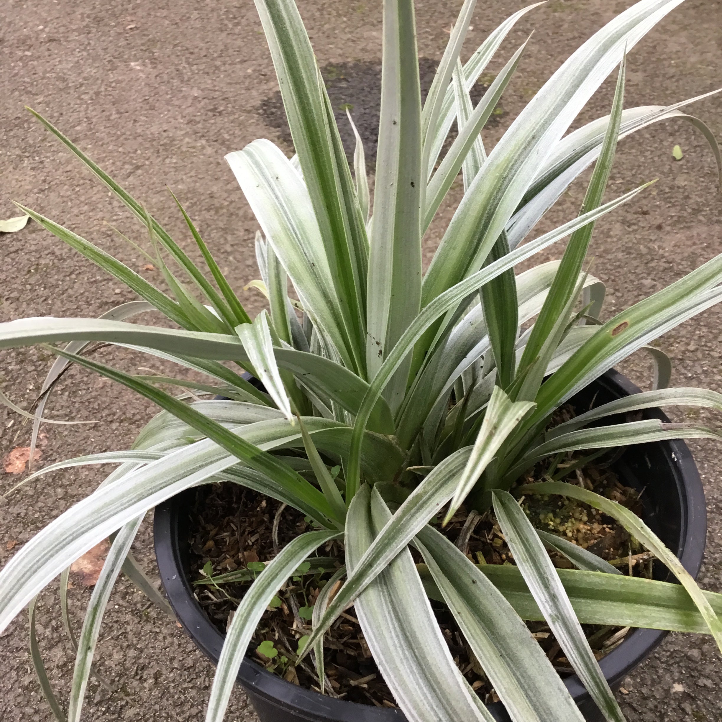 Astelia Nervosa Silver Shadow - Volume 3L / 20-30cm