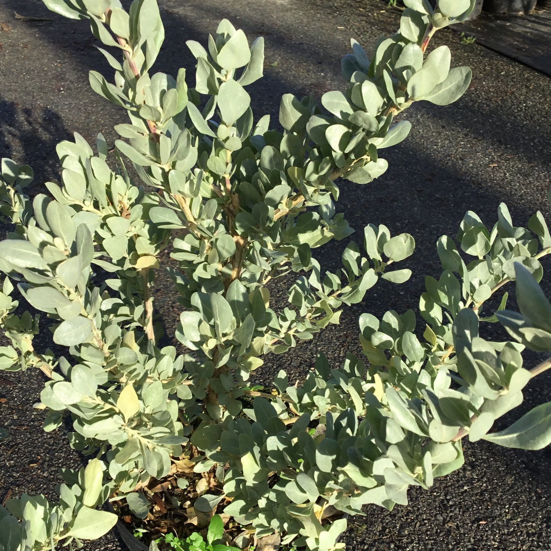 Atriplex Halimus