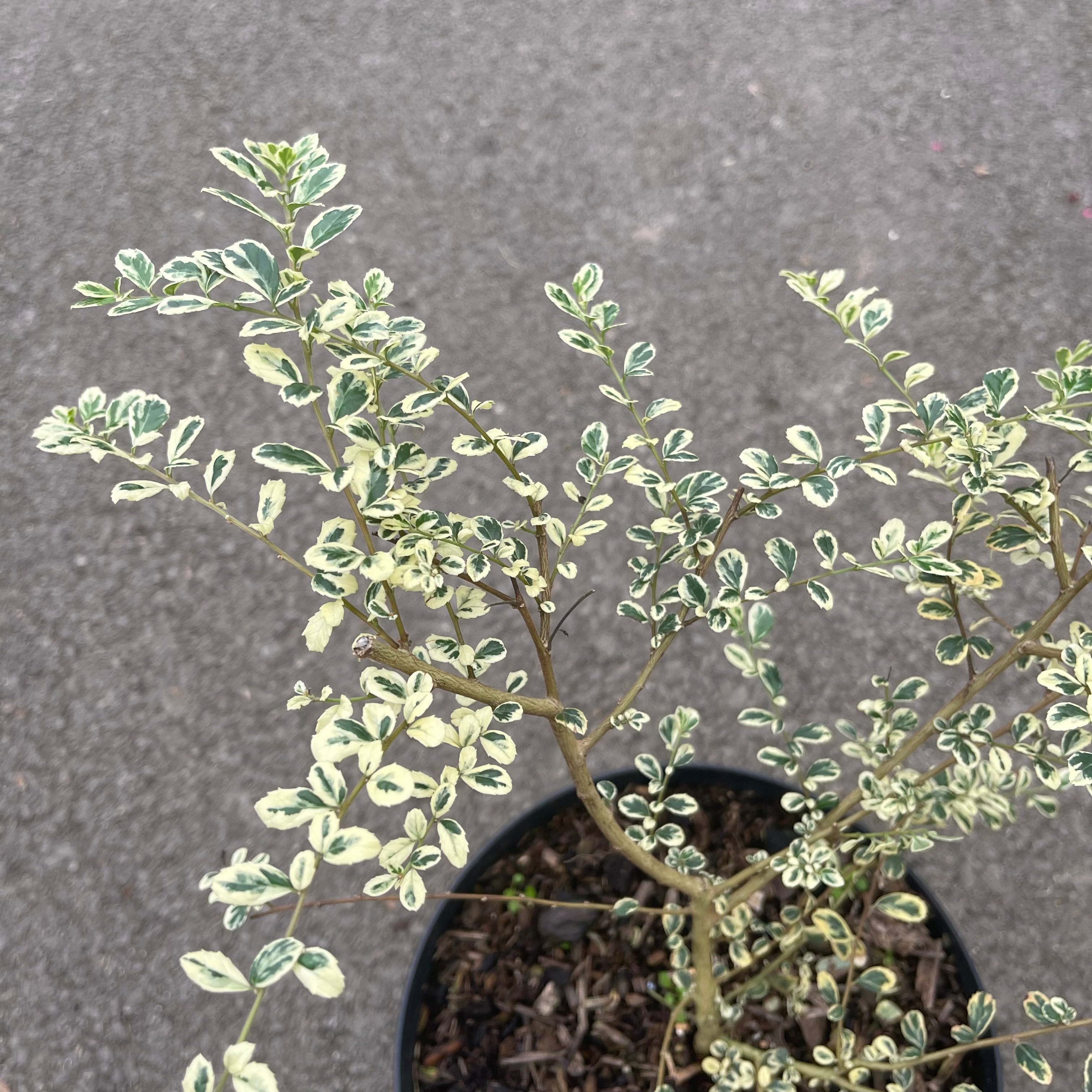 Azara Microphylla Variegata - Volume 3L / 30-40cm