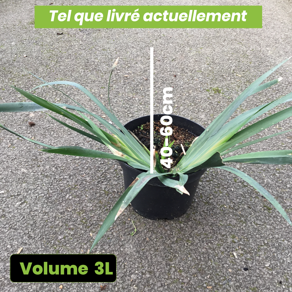 Dietes Iridioides - Volume 3L / 40-60cm