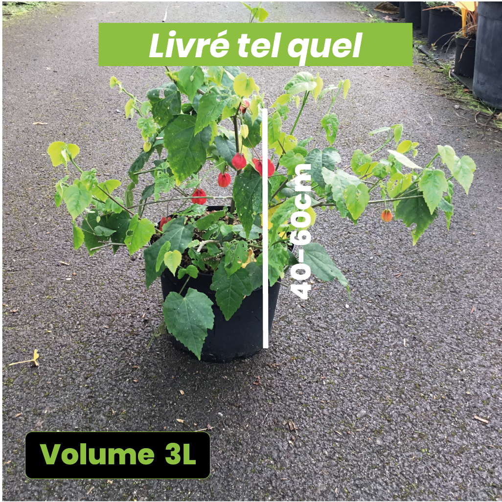 Abutilon Megapotamicum - Abutilon du grand fleuve - Volume 3L / 40-60cm