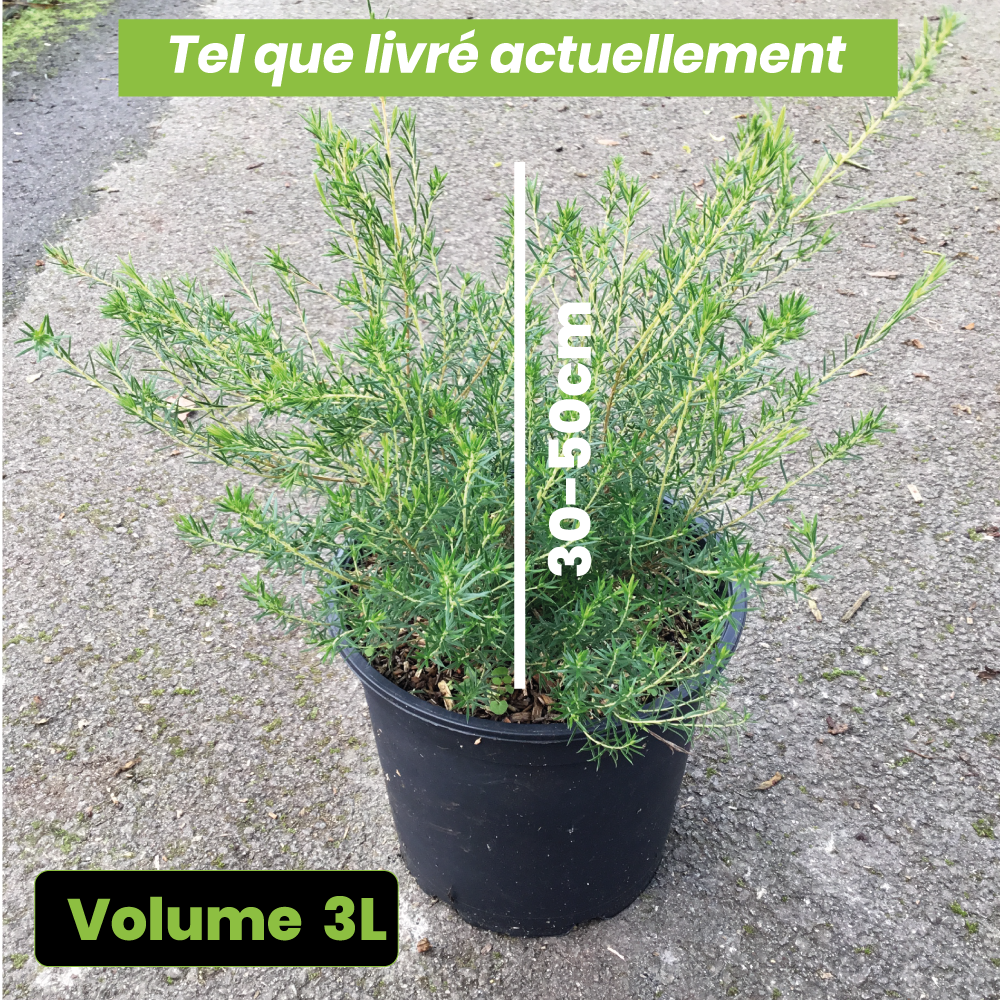 Diosma Hirsuta Pink Fountain - Diosmée hirsute - Volume 3L / 20-30cm