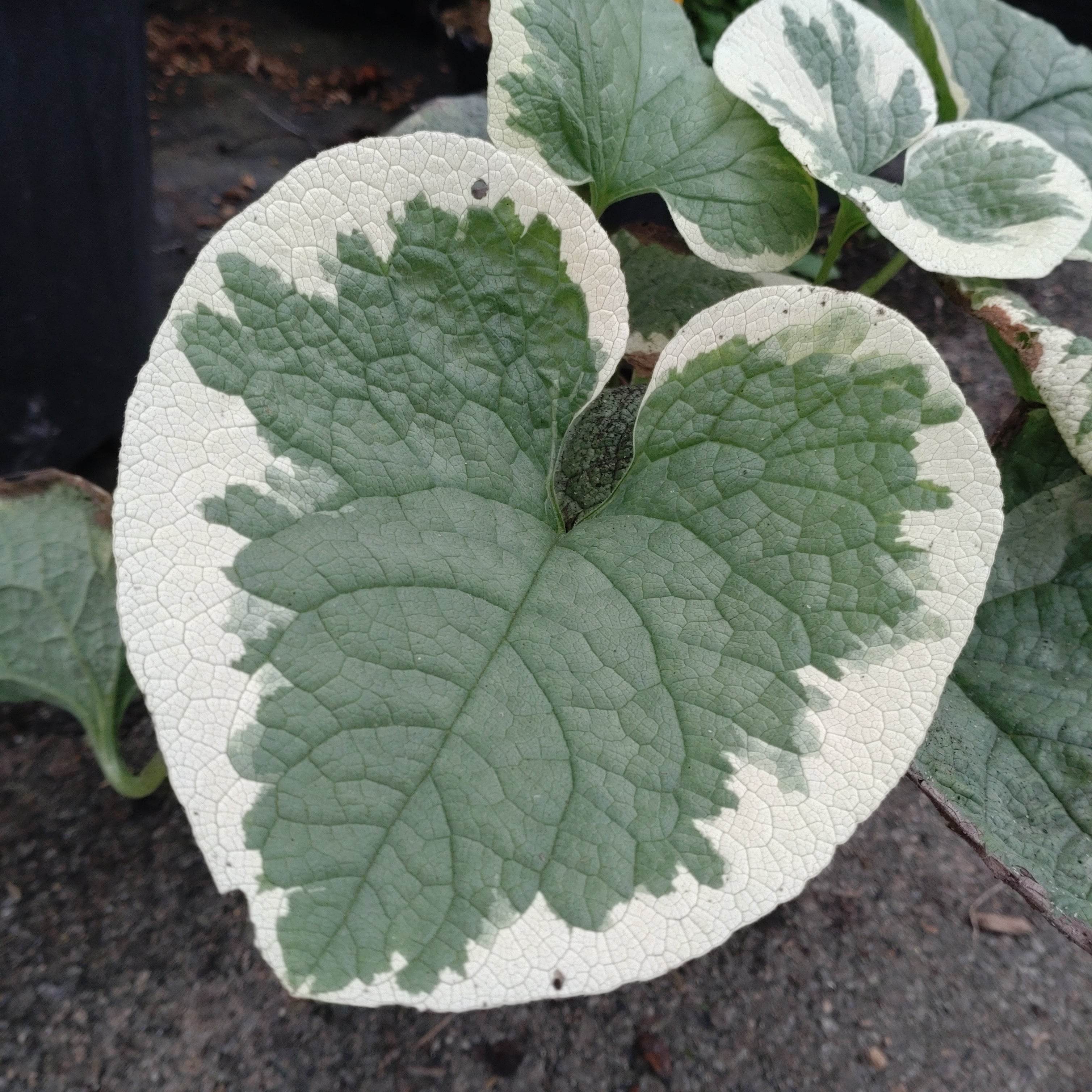 Brunnera Macrophylla Variegata - Volume 3L / 30-50cm