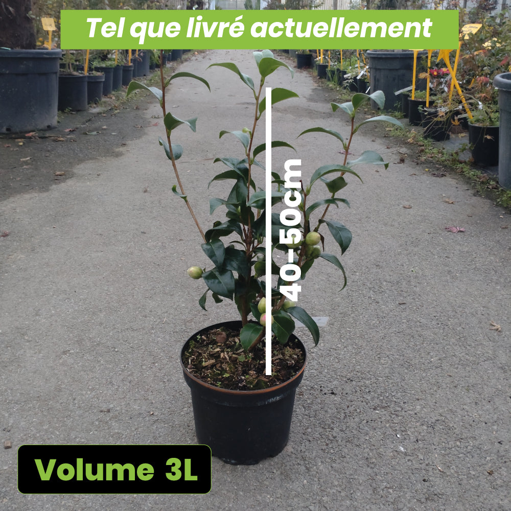 Camelia Japonica Kumasaka - Volume 3L / 40-50cm