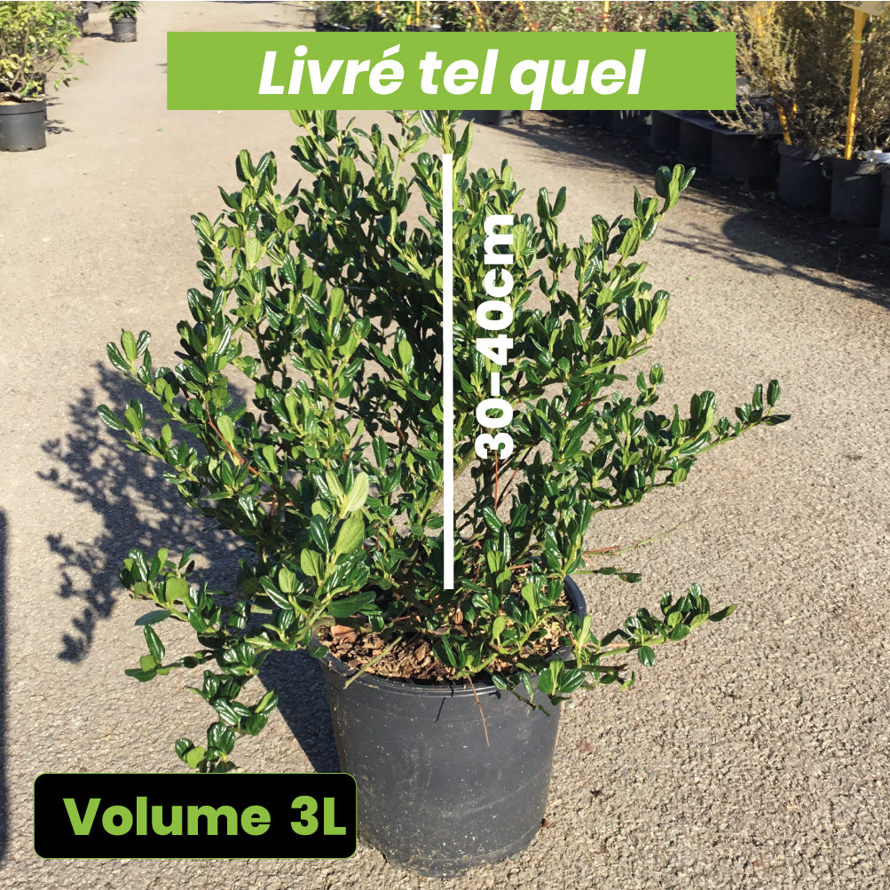 Ceanothus Impressus Victoria - Volume 3L / 30-40cm