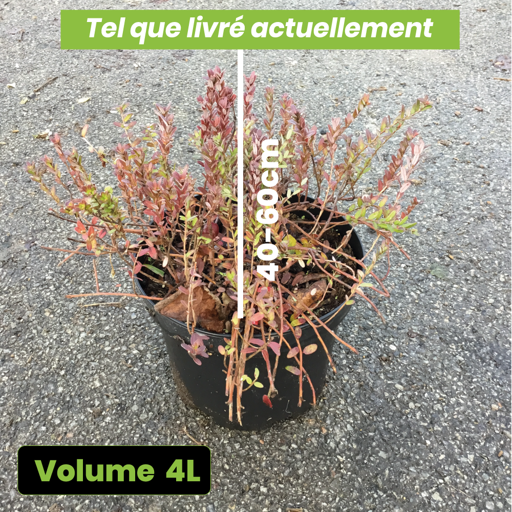 Canneberge - Vaccinium Macrocarpon Big Pearl (cranberry) - Volume 3L / 40-60cm
