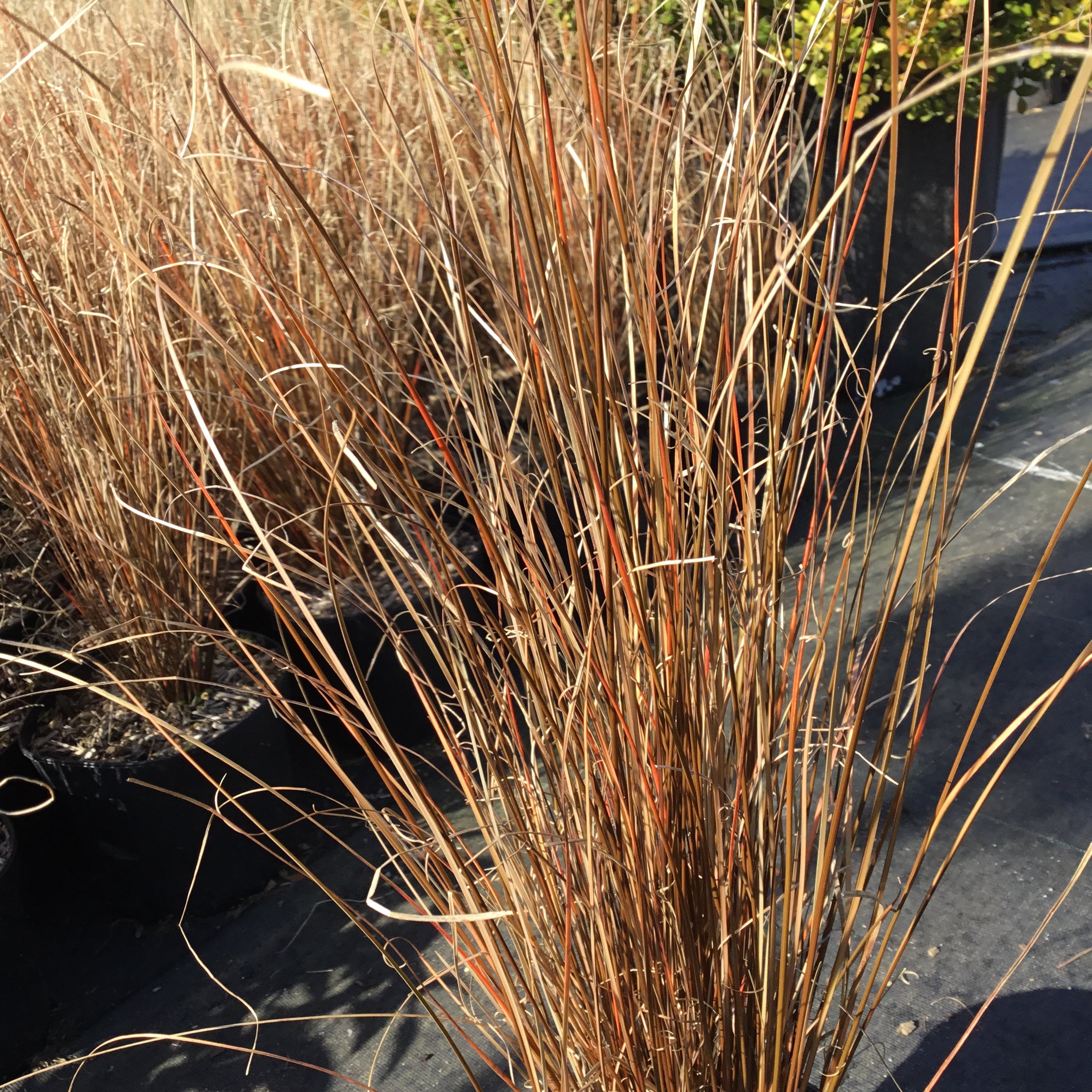 Carex Buchananii - Laîche de Buchanan - Volume 2L / 15-20cm