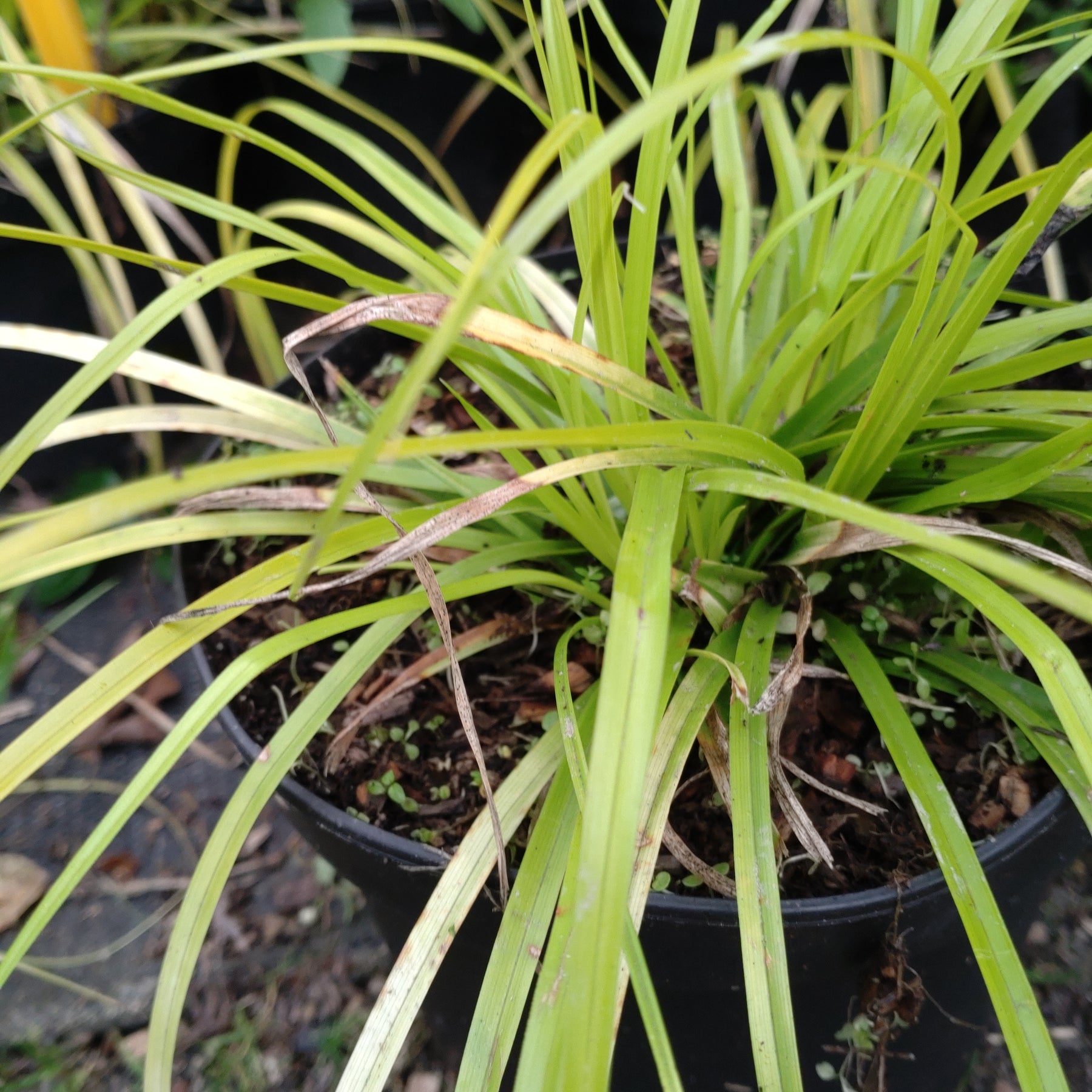 Carex Everillo