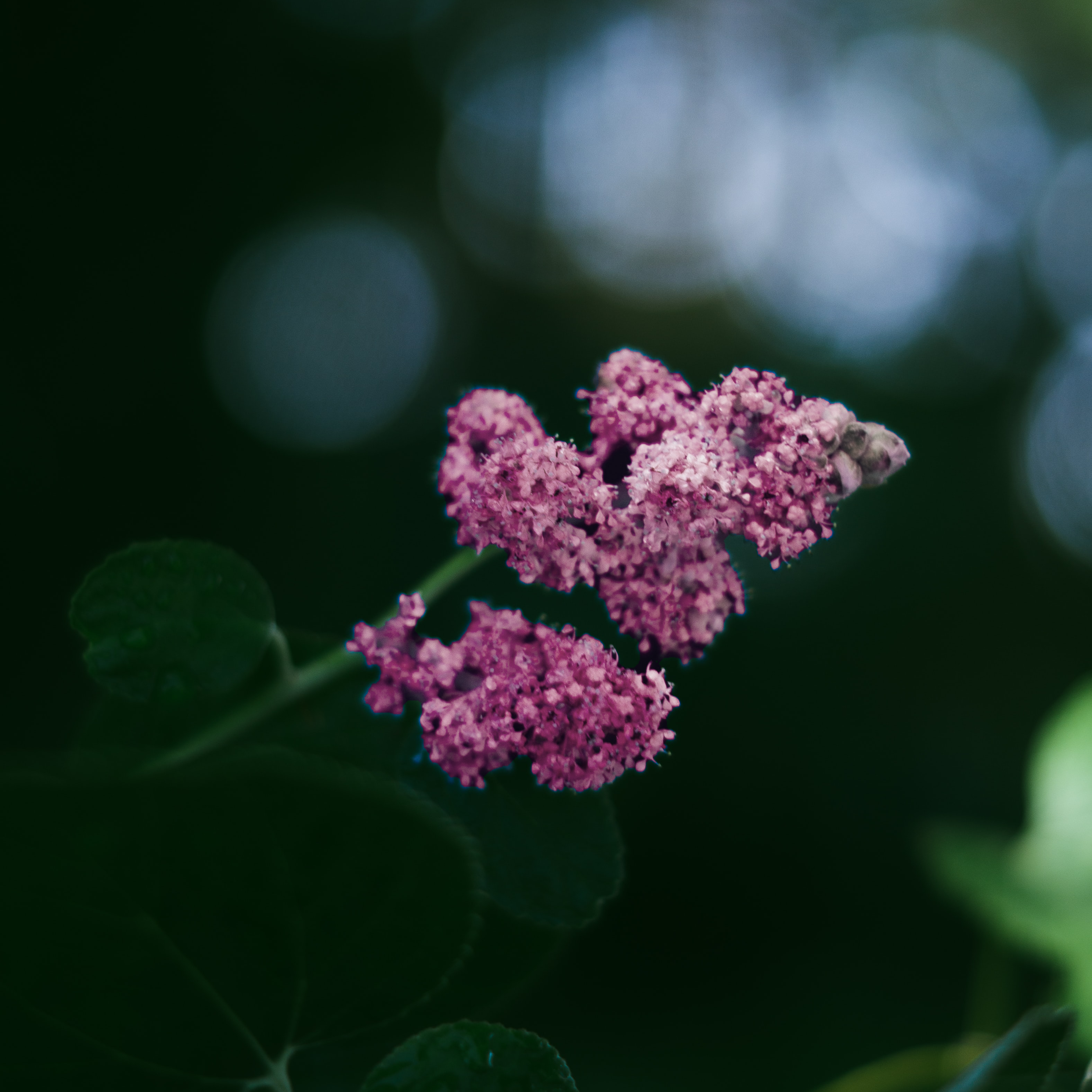 Ceanothus Pallidus Marie Simon - Volume 3L / 40-60cm