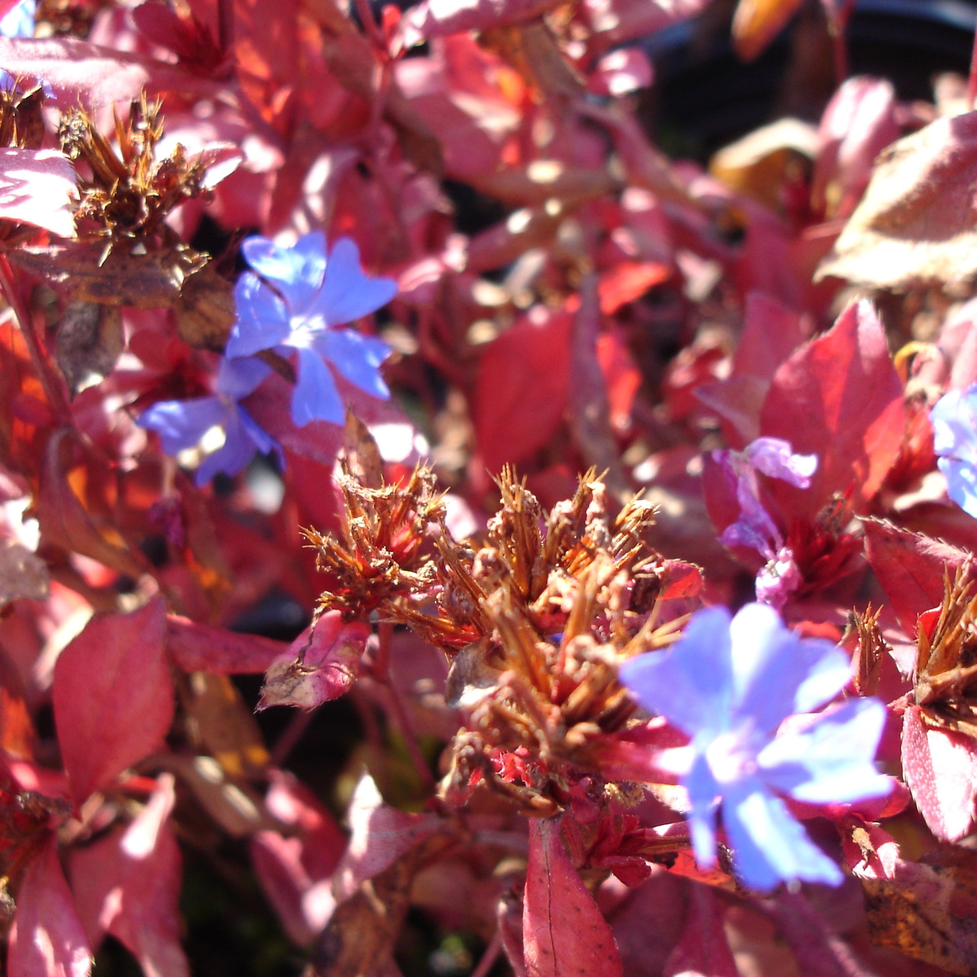Ceratostigma plumbaginoides - Volume 3L / 30-50cm