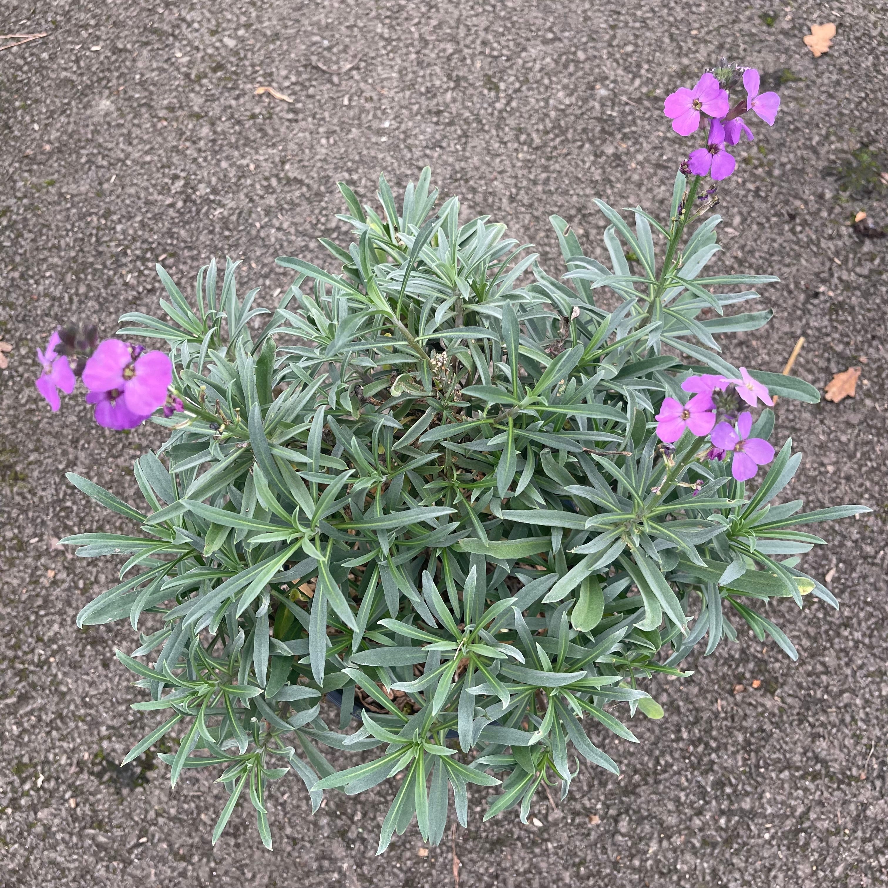 Cheiranthus Bowles Purple - Volume 3L / 30-50cm