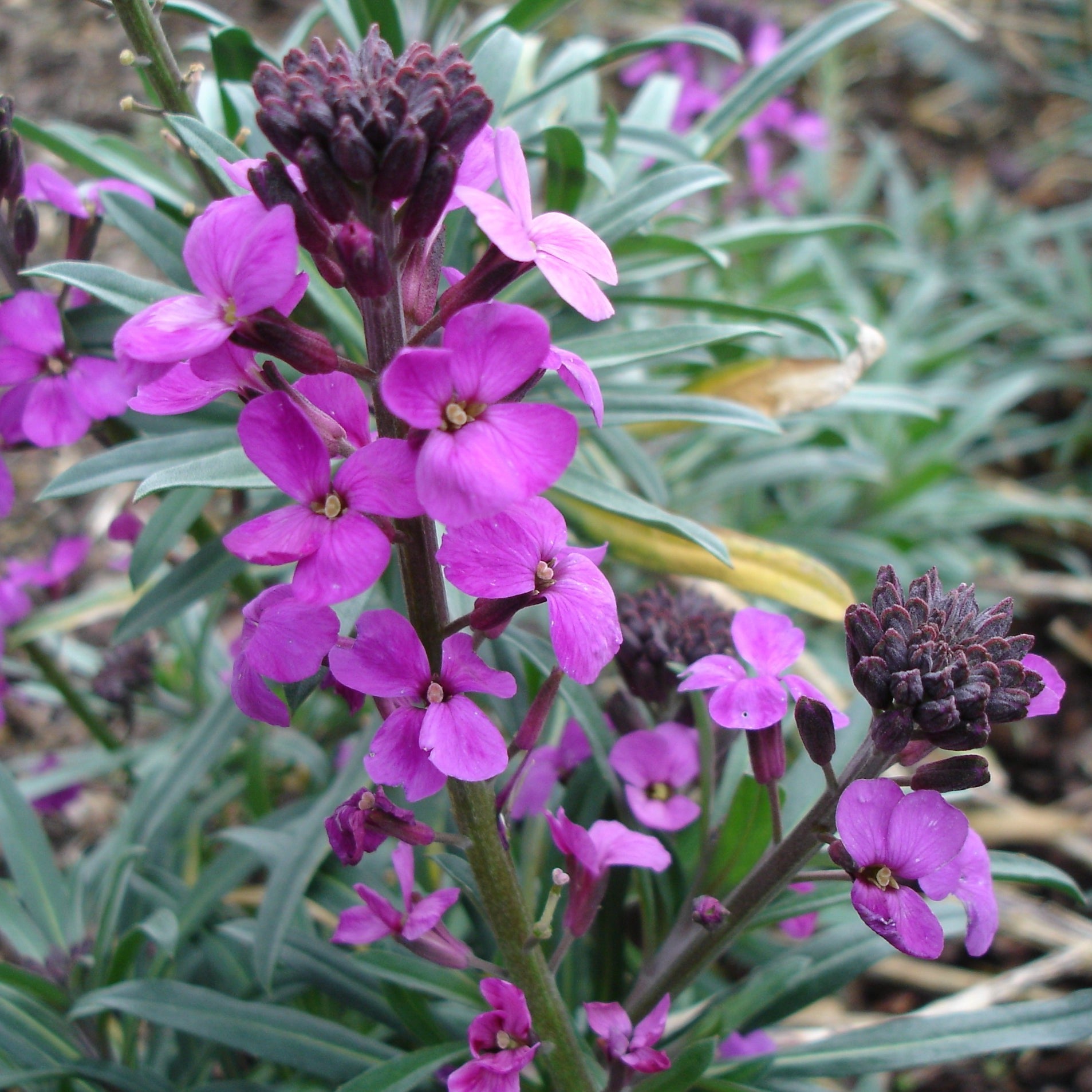 Cheiranthus Bowles Purple - Volume 3L / 30-50cm