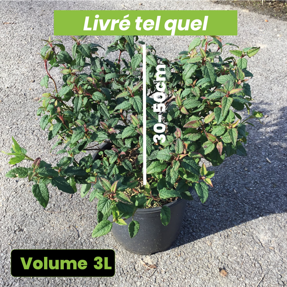 Cistus x Corbariensis - Ciste des Corbières - Volume 3L / 30-50cm