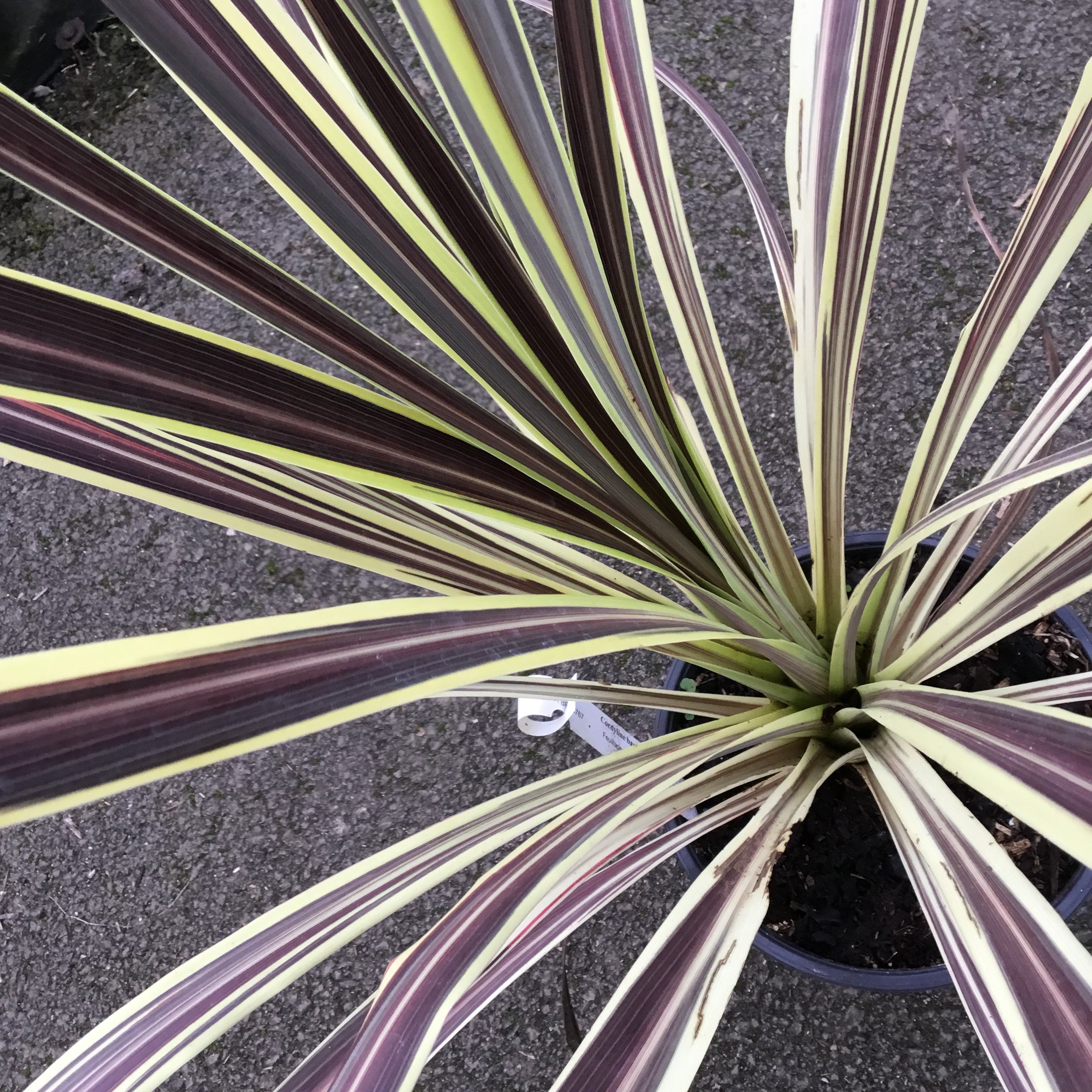 Cordyline Banksii Electric Flash - Volume 3L / 40-60cm