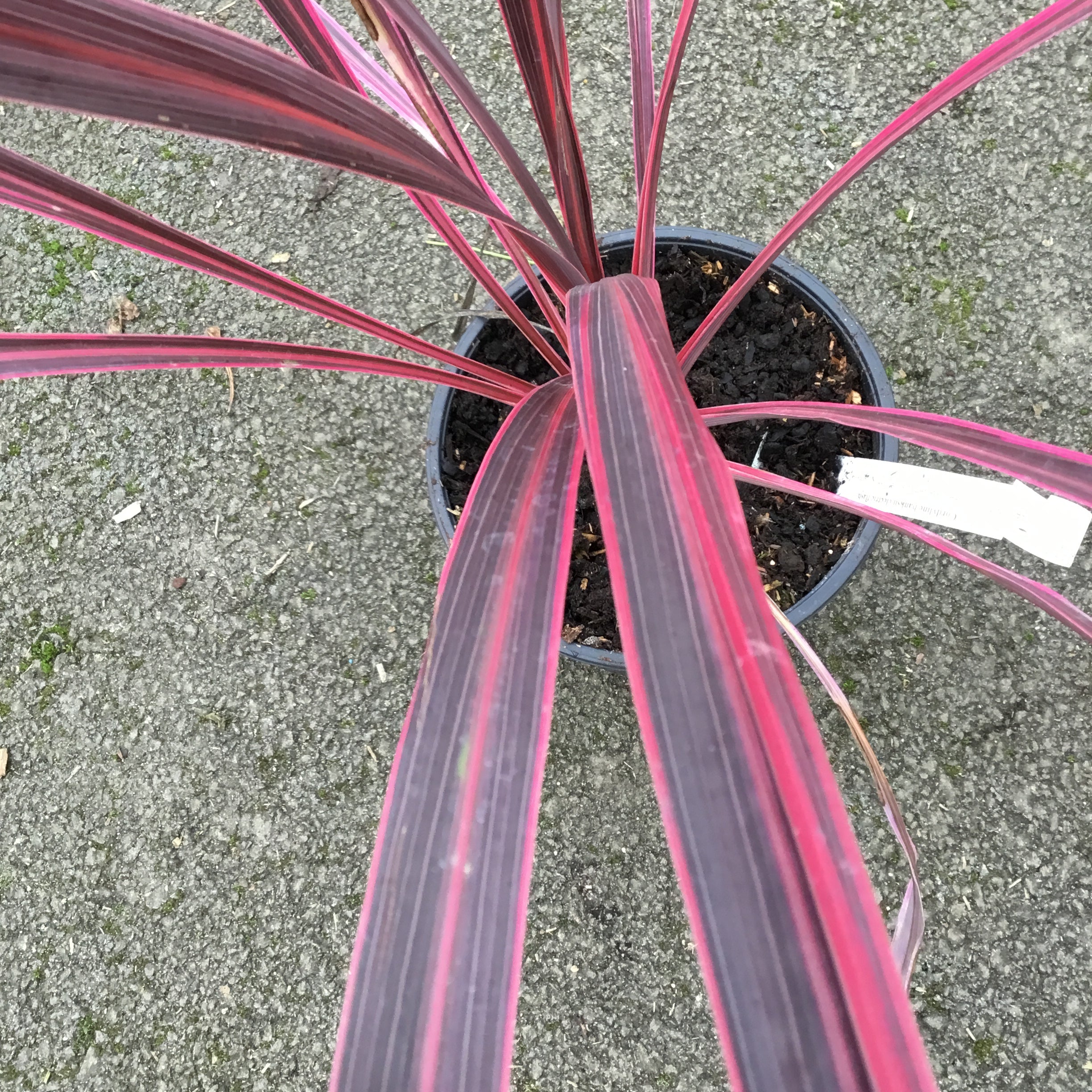 Cordyline Banksii Electric Pink - Volume 3L / 40-60cm
