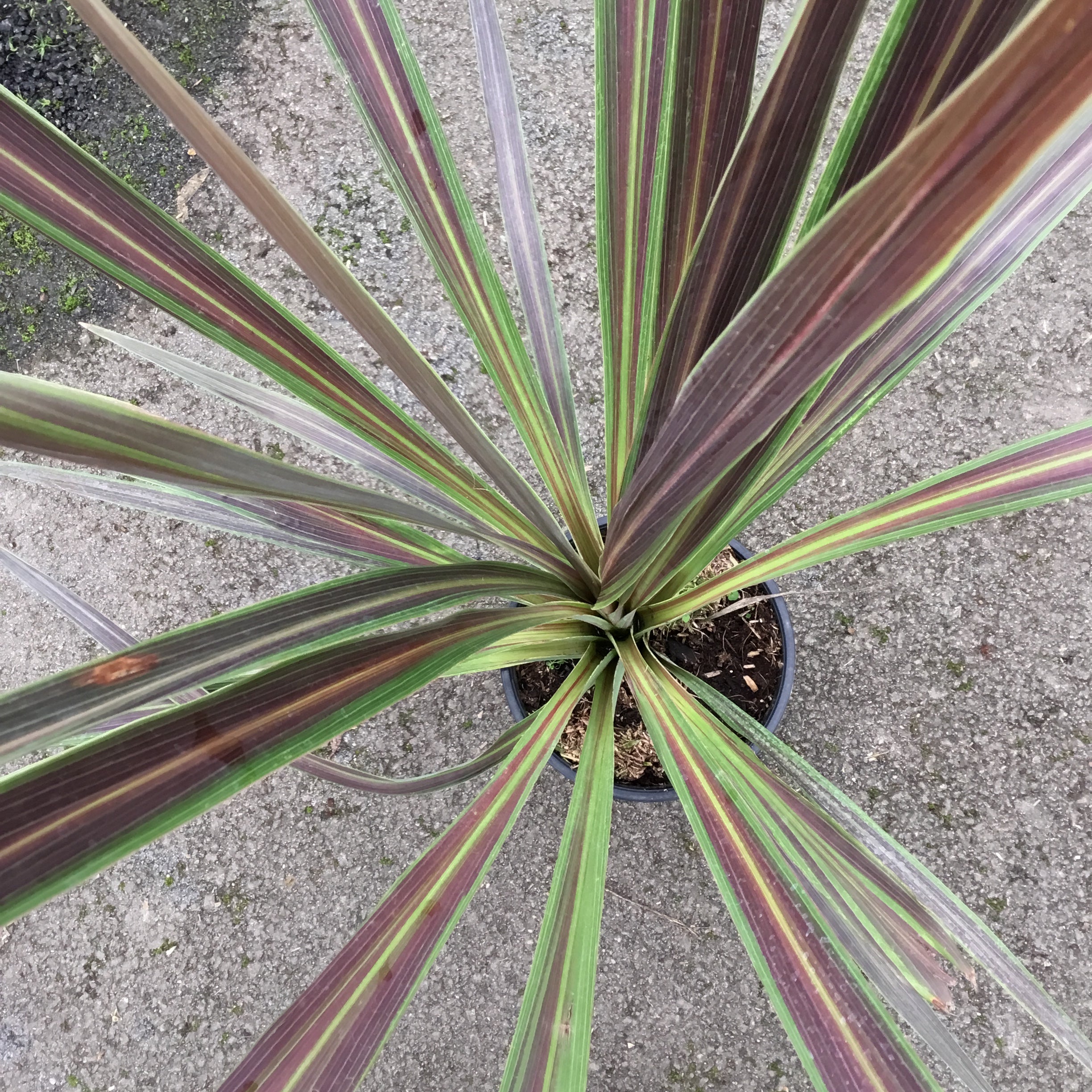 Cordyline Banksii Electric Star - Volume 3L / 40-60cm