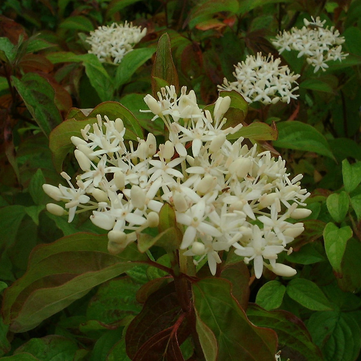 Cornus Sanguinea Midwinter Fire Blanche - Cornouiller sanguin - Volume 3L / 40-60cm