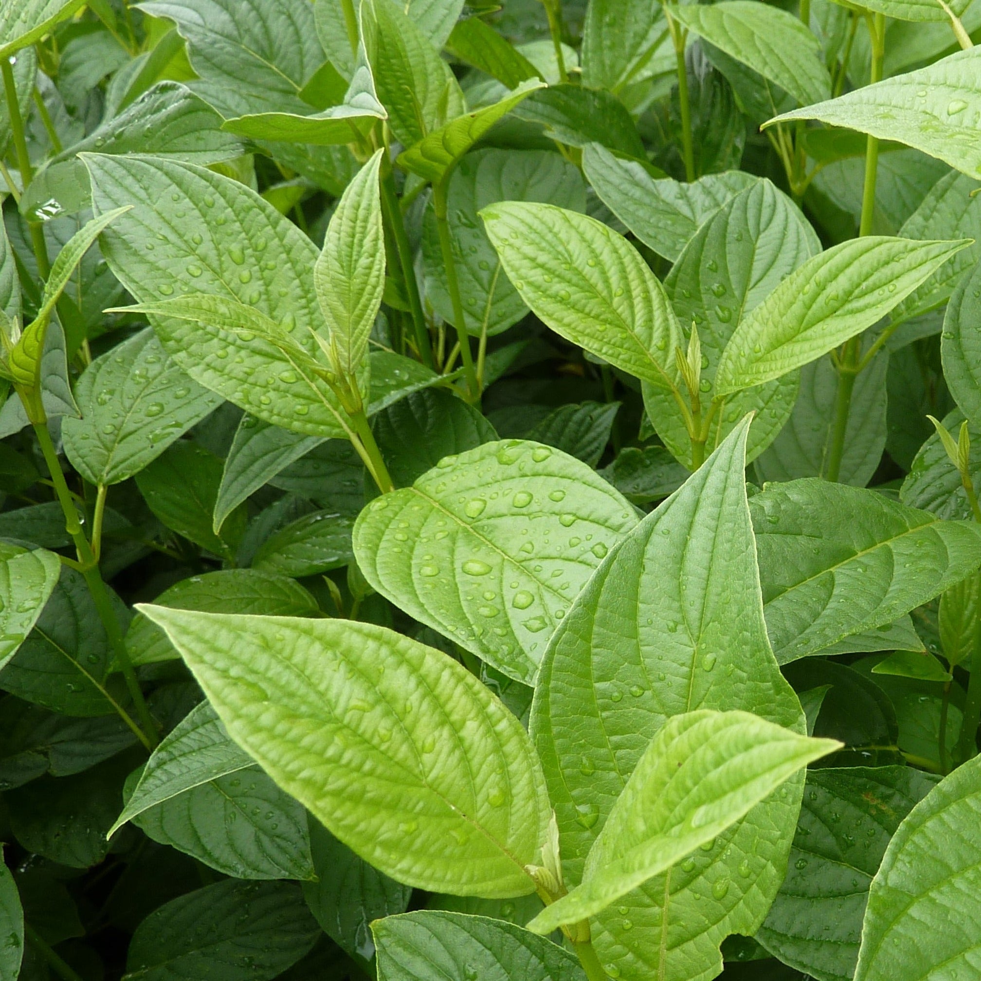 Cornus Stolonifera Flaviramea - Cornouiller à bois jaune - Volume 3L / 40-60cm