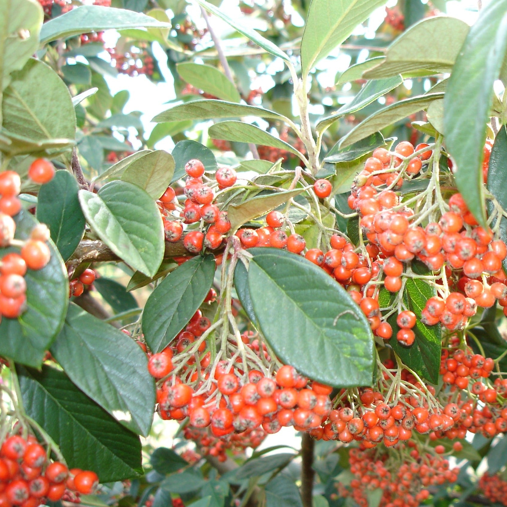 Cotoneaster lacteus - Volume 3L / 40-60cm