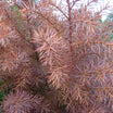 Cryptomeria japonica "elegans" - Volume 3L / 40-60cm