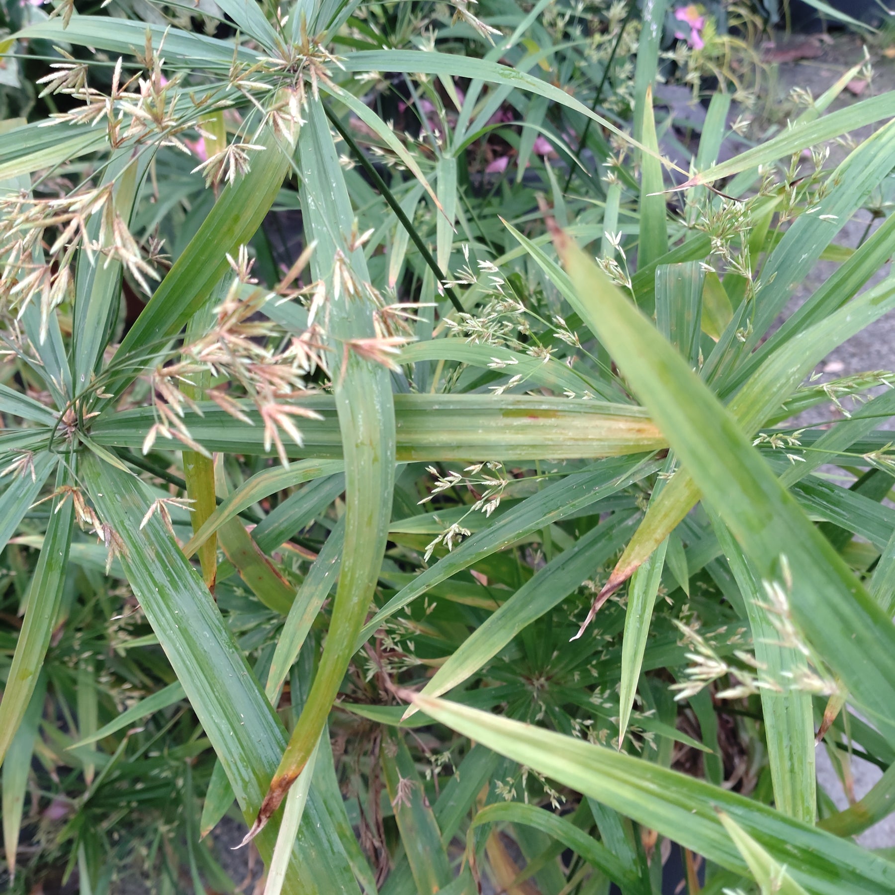 Cyperus Papyrus