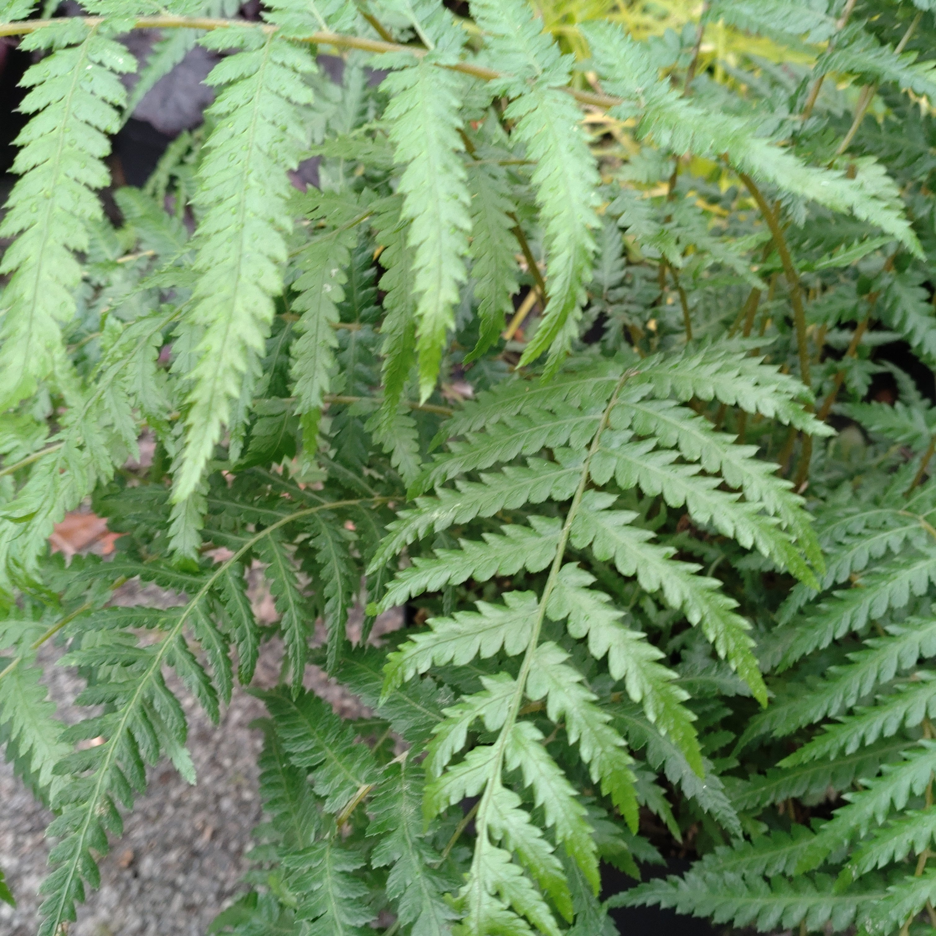 Dicksonia Anthartica - Volume 3L / 40-60cm