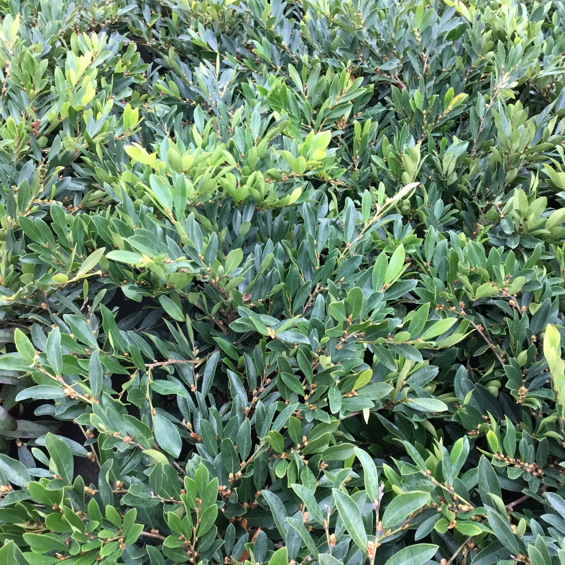 Distylium Blue Cascade