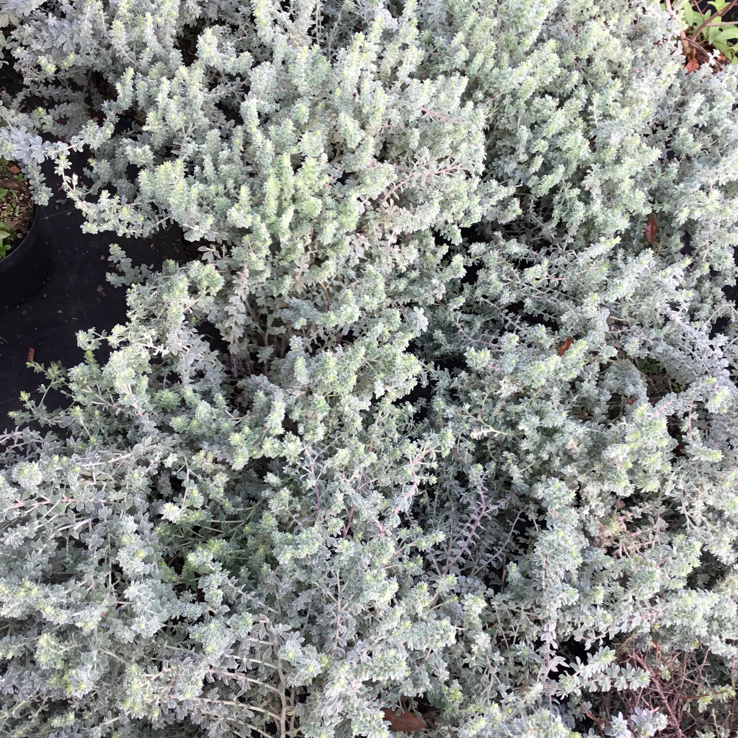 Dorycnium Hirsutum Frejorgues - Volume 3L / 30-50cm