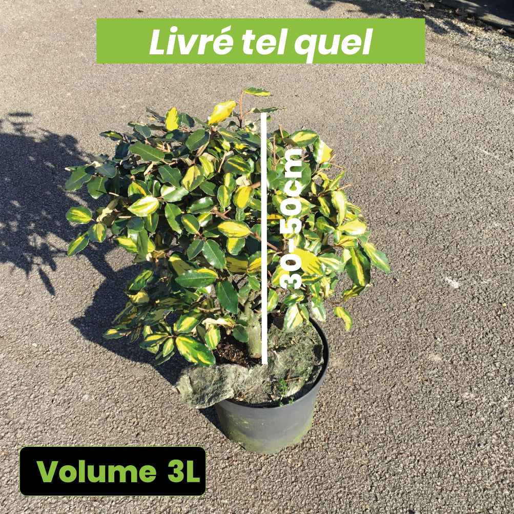 Elaeagnus Pungens Maculata - Chalef panaché - Volume 3L / 30-50cm