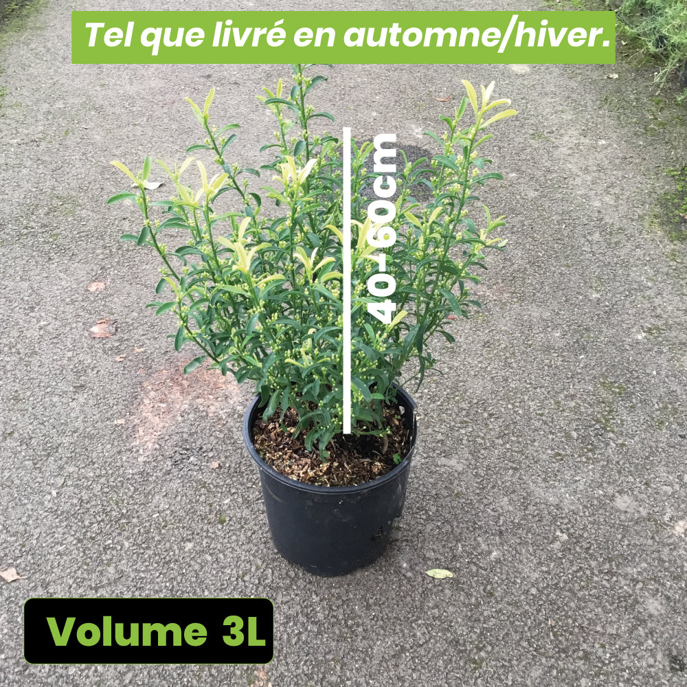 Eriostemon myoporoides - Volume 3L / 30-40cm