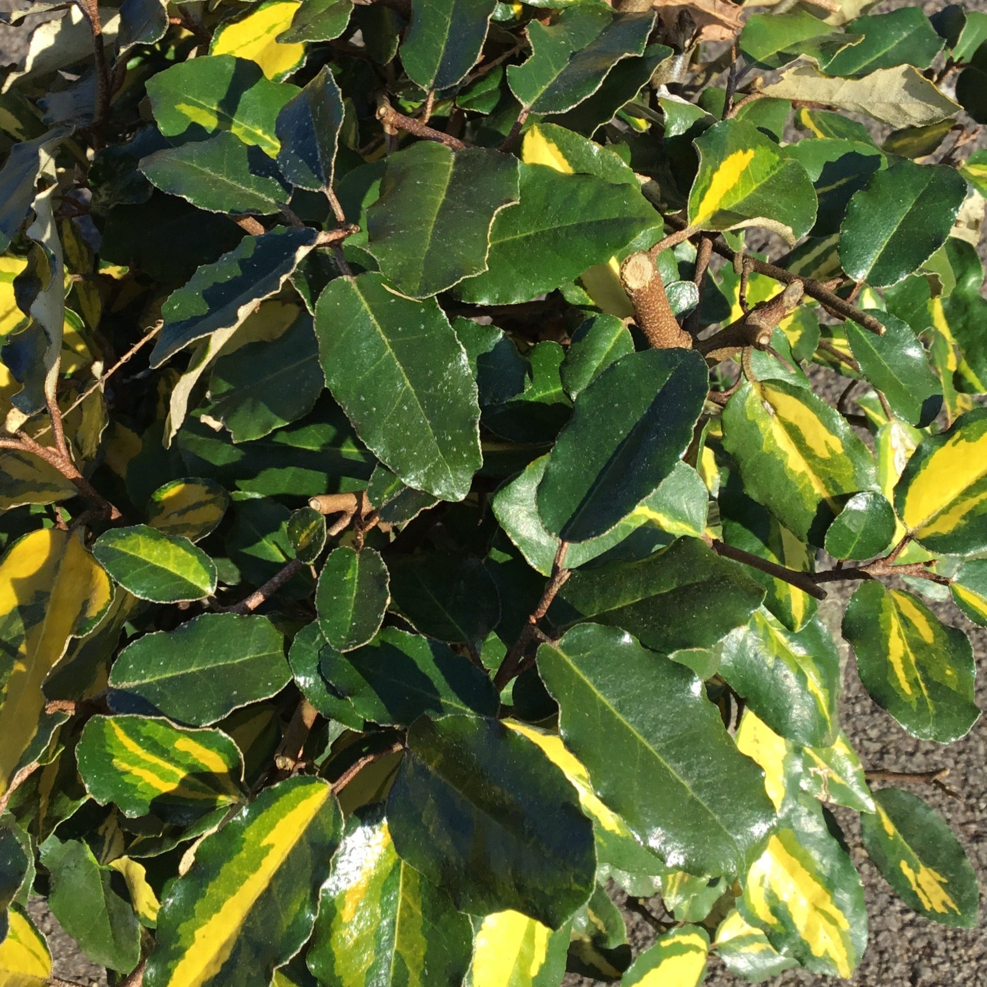 Elaeagnus Pungens Maculata - Chalef panaché - Volume 3L / 30-50cm