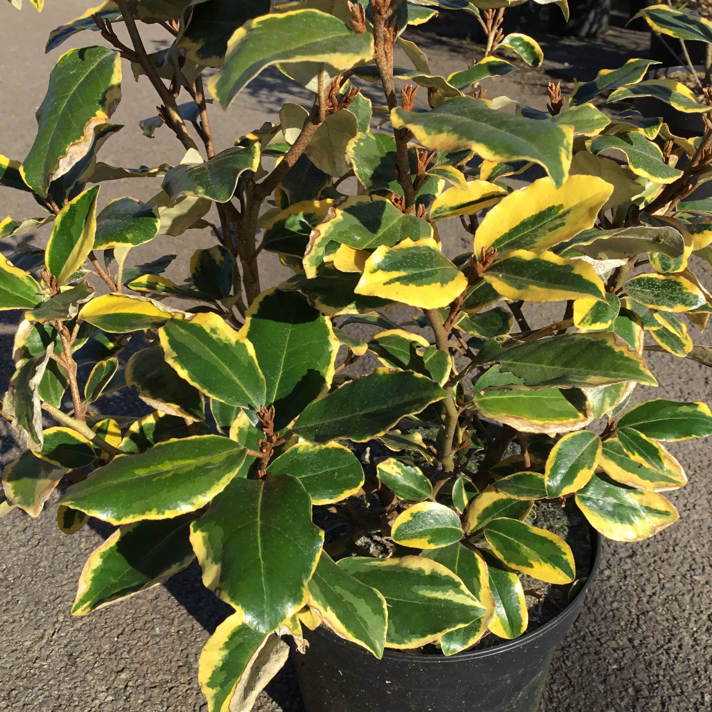 Elaeagnus x Ebbingei Viveleg - Volume 3L / 30-50cm
