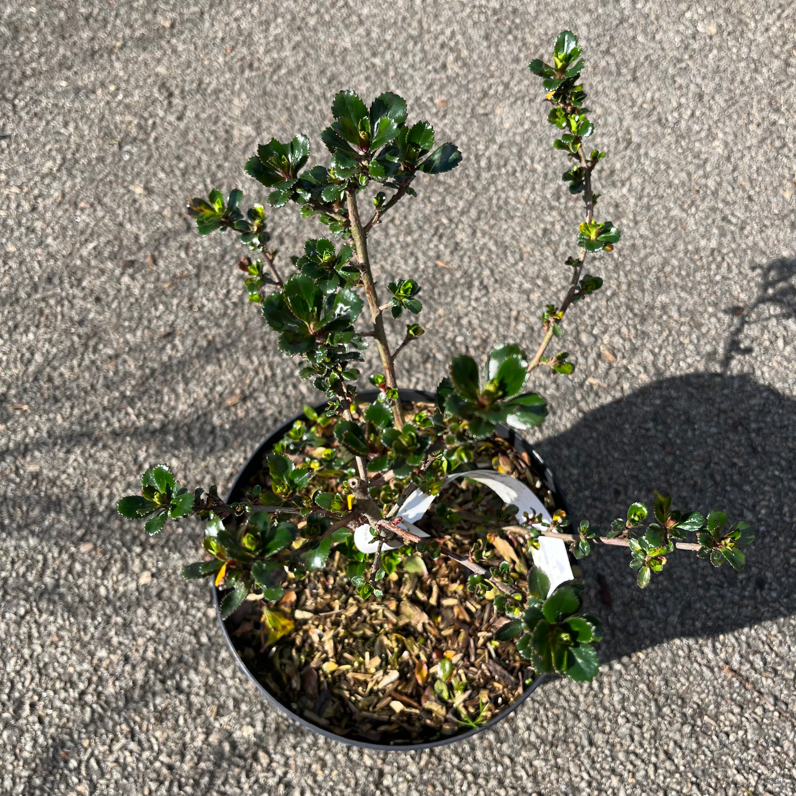 Escallonia Pride of Donard - Volume 3L / 40-60cm