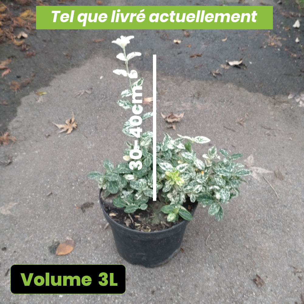 Euonymus Fortunei Harlequin - Volume 3L / 30-40cm