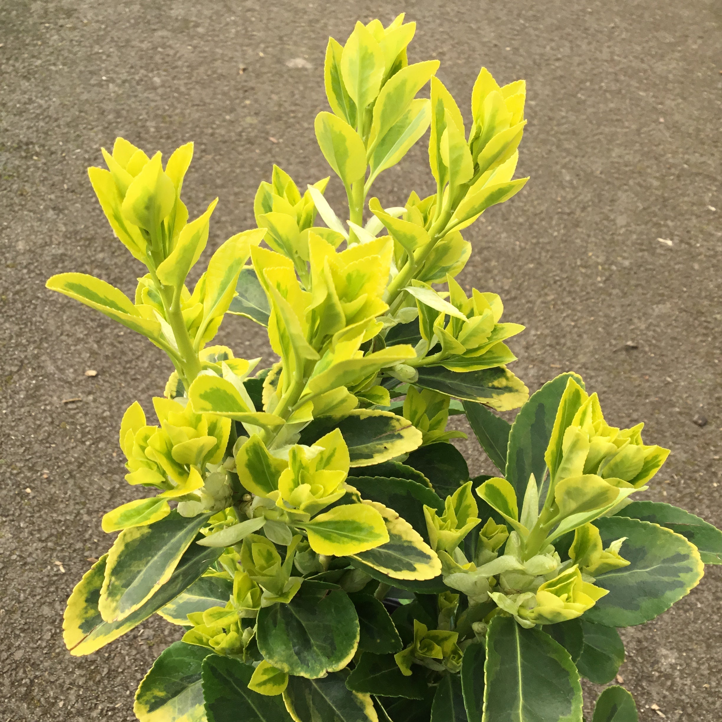 Euonymus Japonicus Aureomarginatus - Fusain du Japon - Volume 3L / 30-40cm