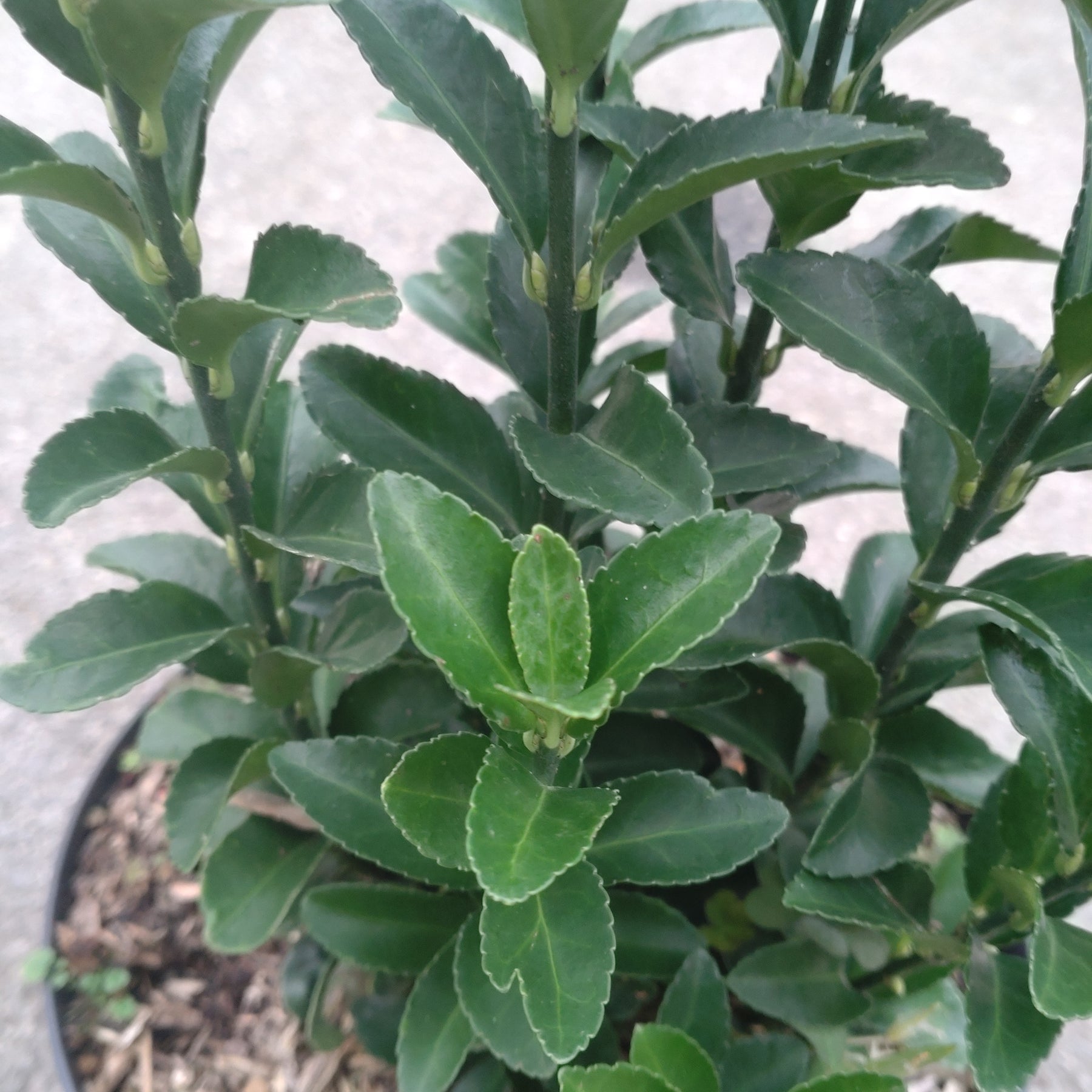 Euonymus Japonicus Paloma Blanca