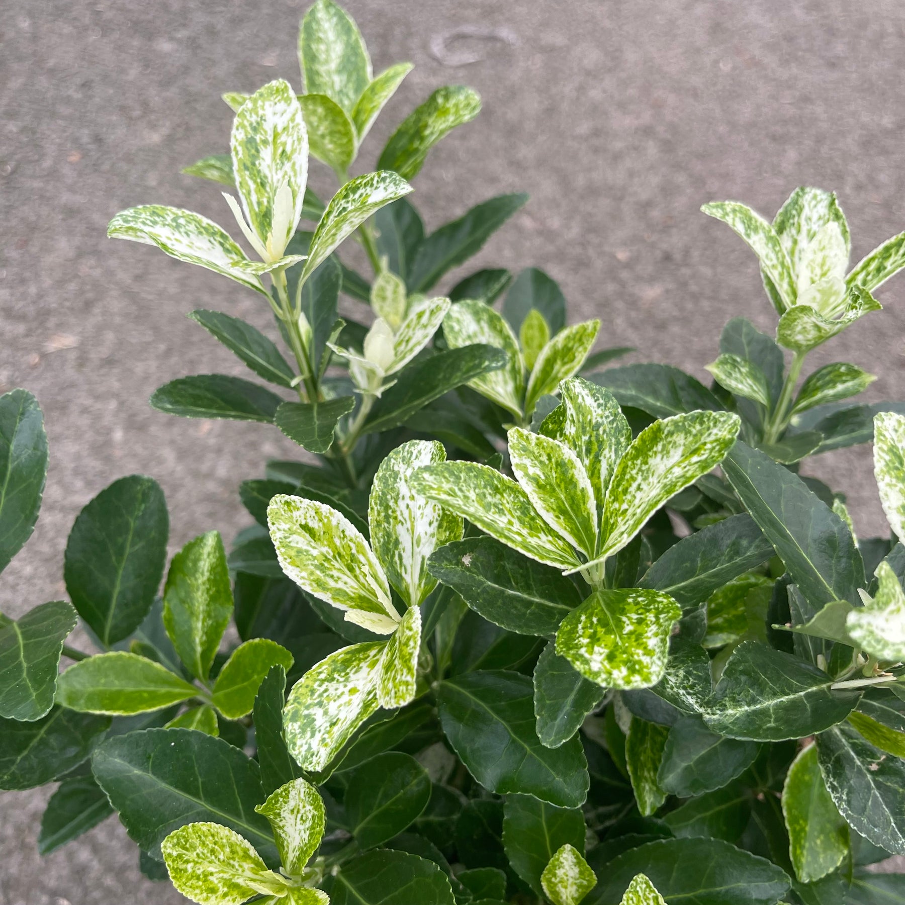 Euonymus Japonicus Pierrolino