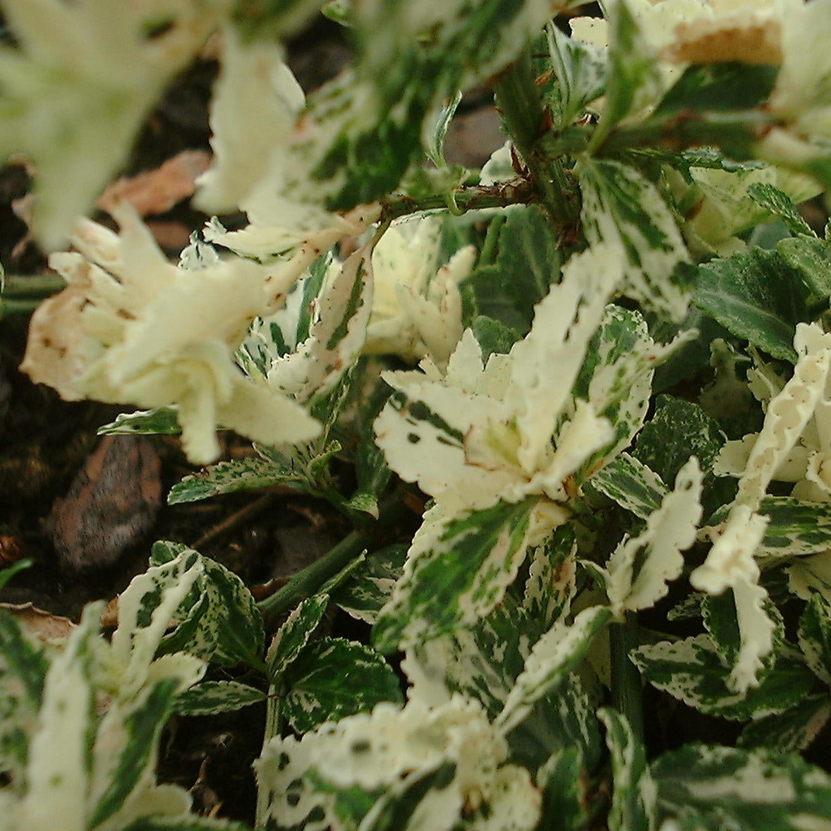 Euonymus Fortunei Harlequin - Volume 3L / 30-40cm