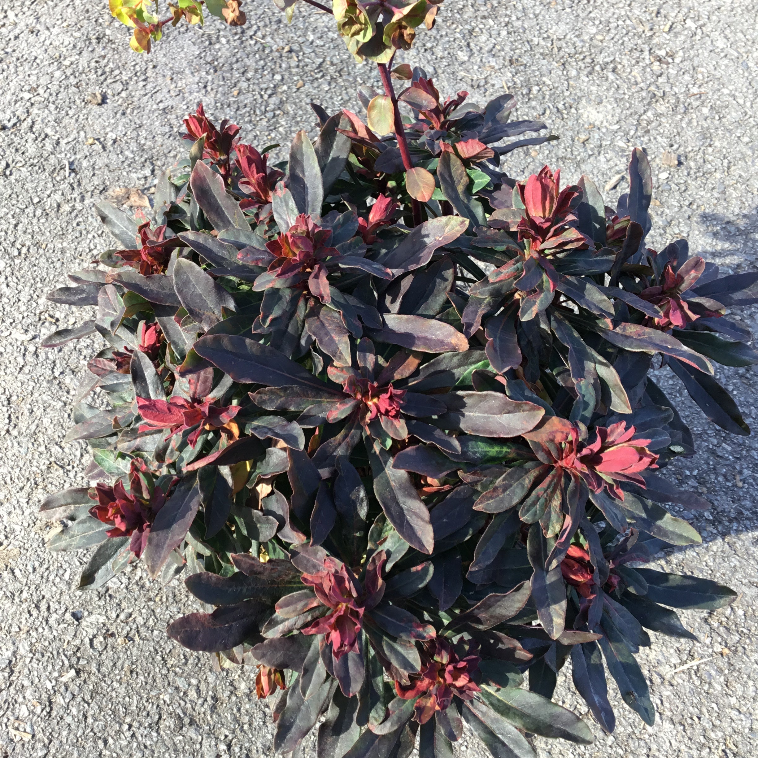 Euphorbia Amygdaloides 'Purpurea' - Euphorbe des bois pourpre - Volume 3L / 30-40cm