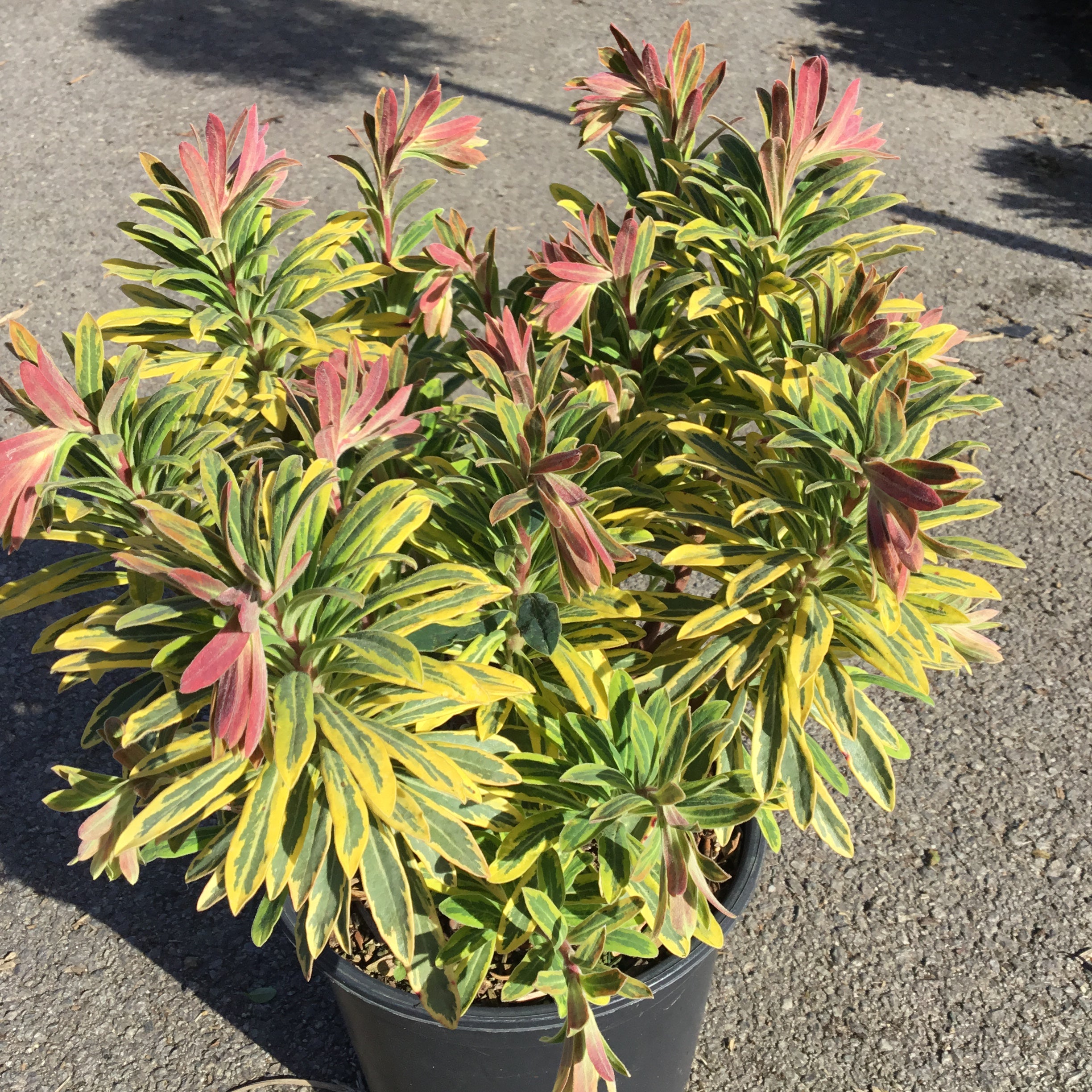Euphorbia Amygdaloïdes Ascott Rainbow - Volume 3L / 30-40cm