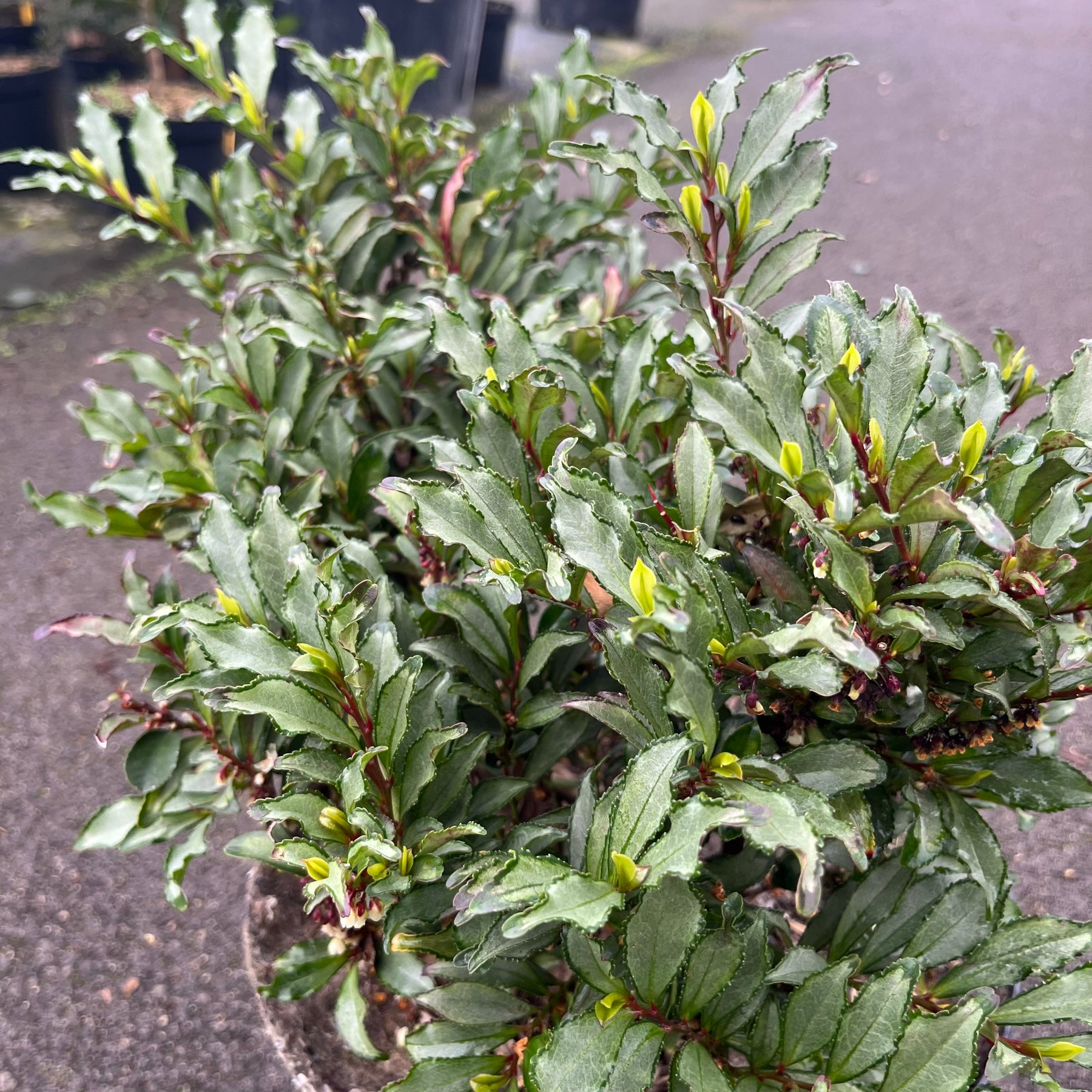 Eurya Japonica Variegata