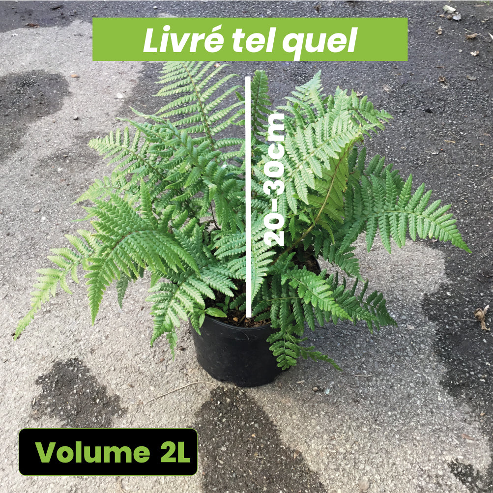Fougère Dryopteris Affinis - Volume 2L / 20-30cm