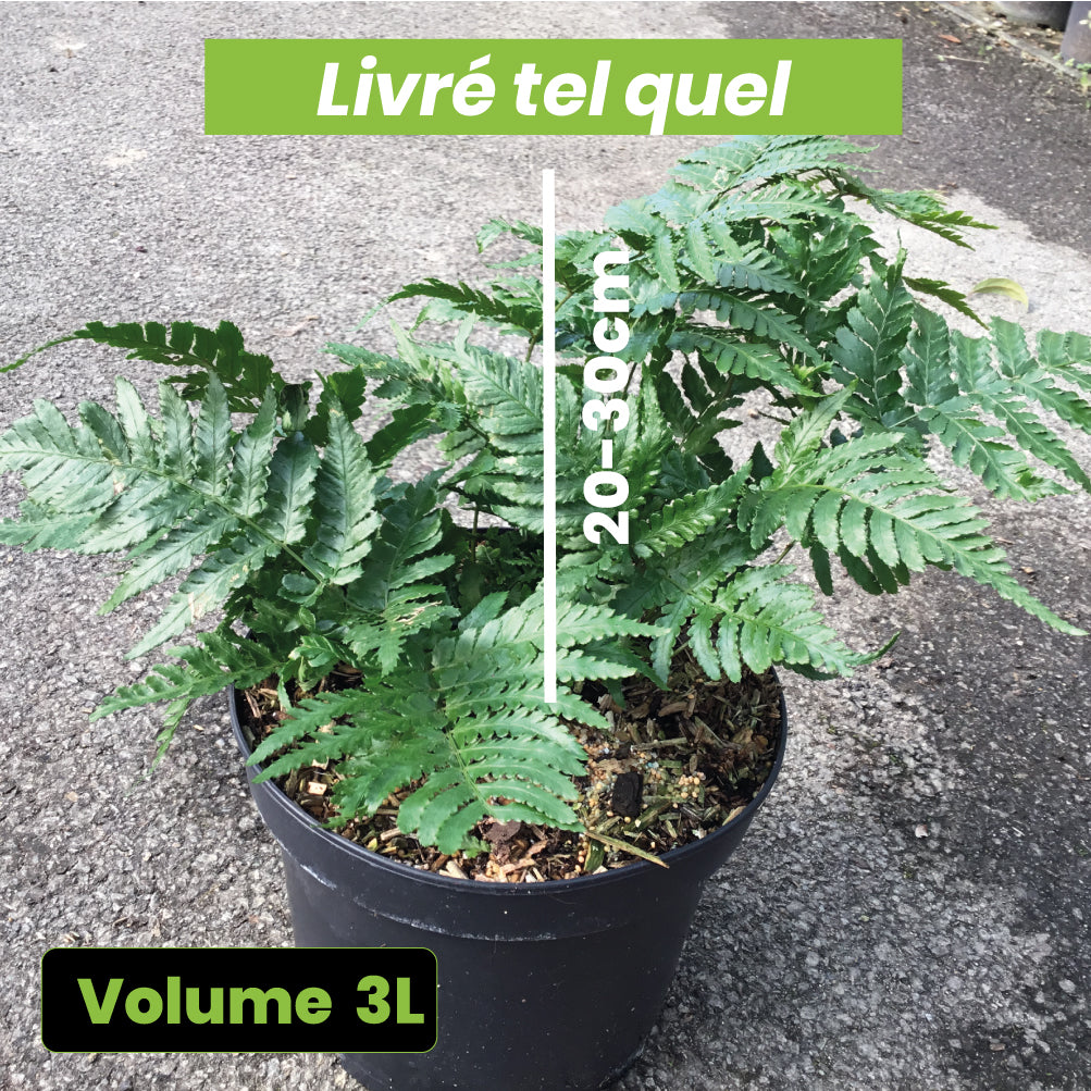 Fougère Dryopteris Erythrosora - Fougère rose cuivré