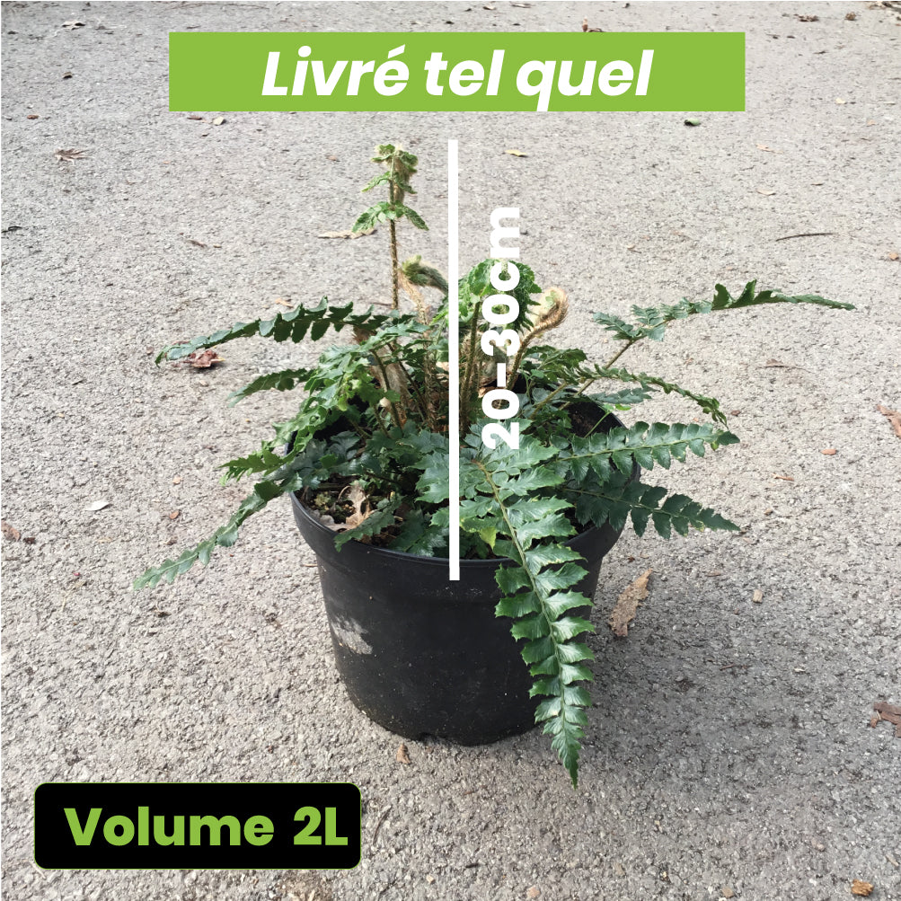 Fougère Polystichum Polyblepharum - Volume 2L / 20-30cm