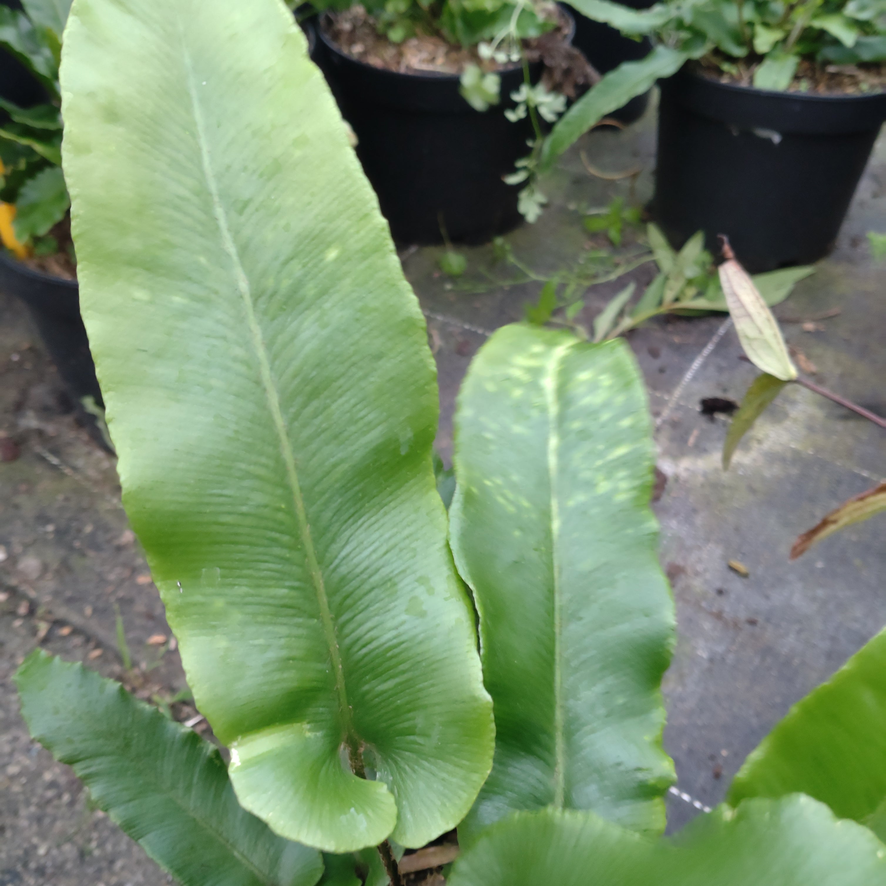 Fougère Asplenium Scolopendrifolium - Volume 3L / 20-30cm