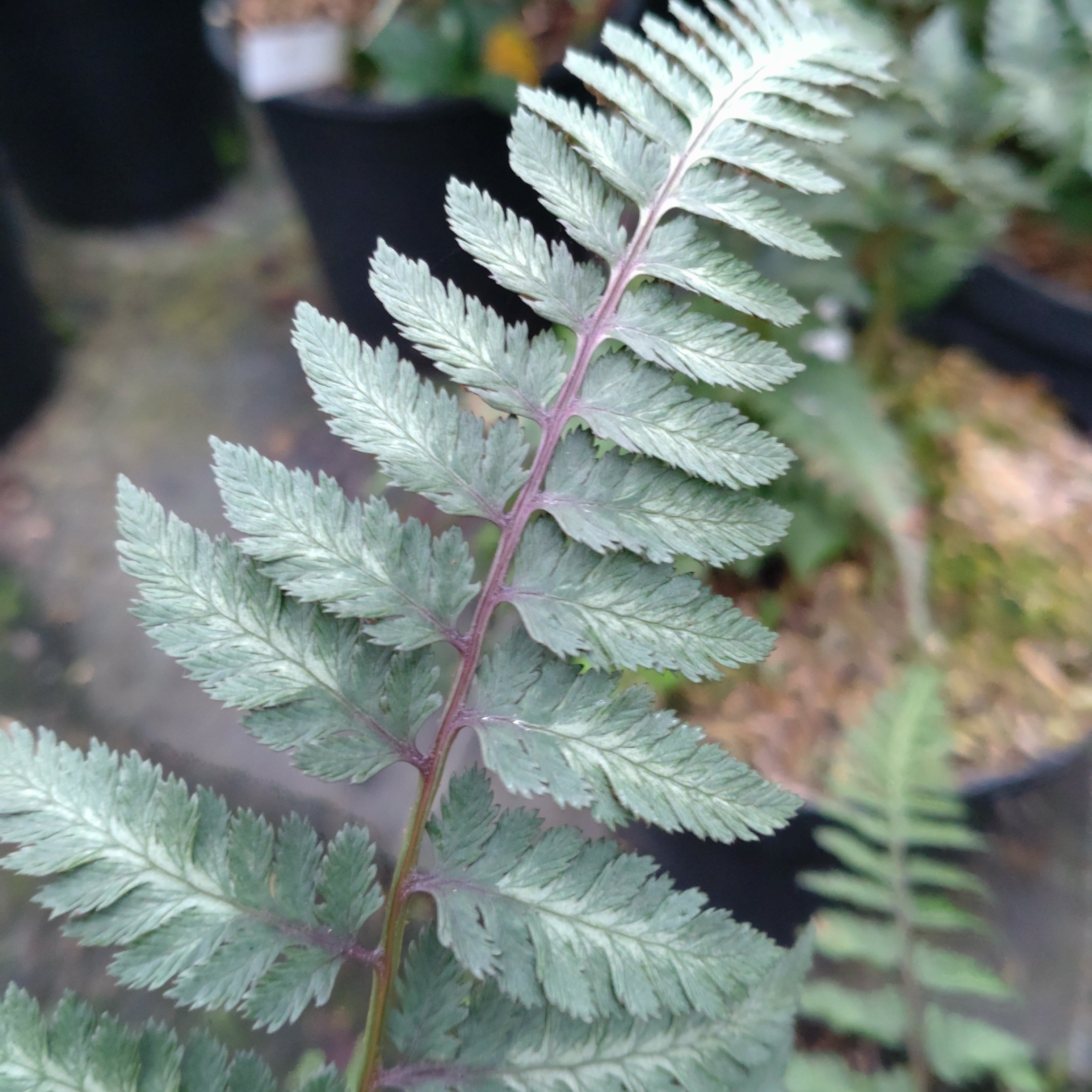 Fougere Athyrium Femina Niponicum Metalicum - Volume 3L / 20-30cm