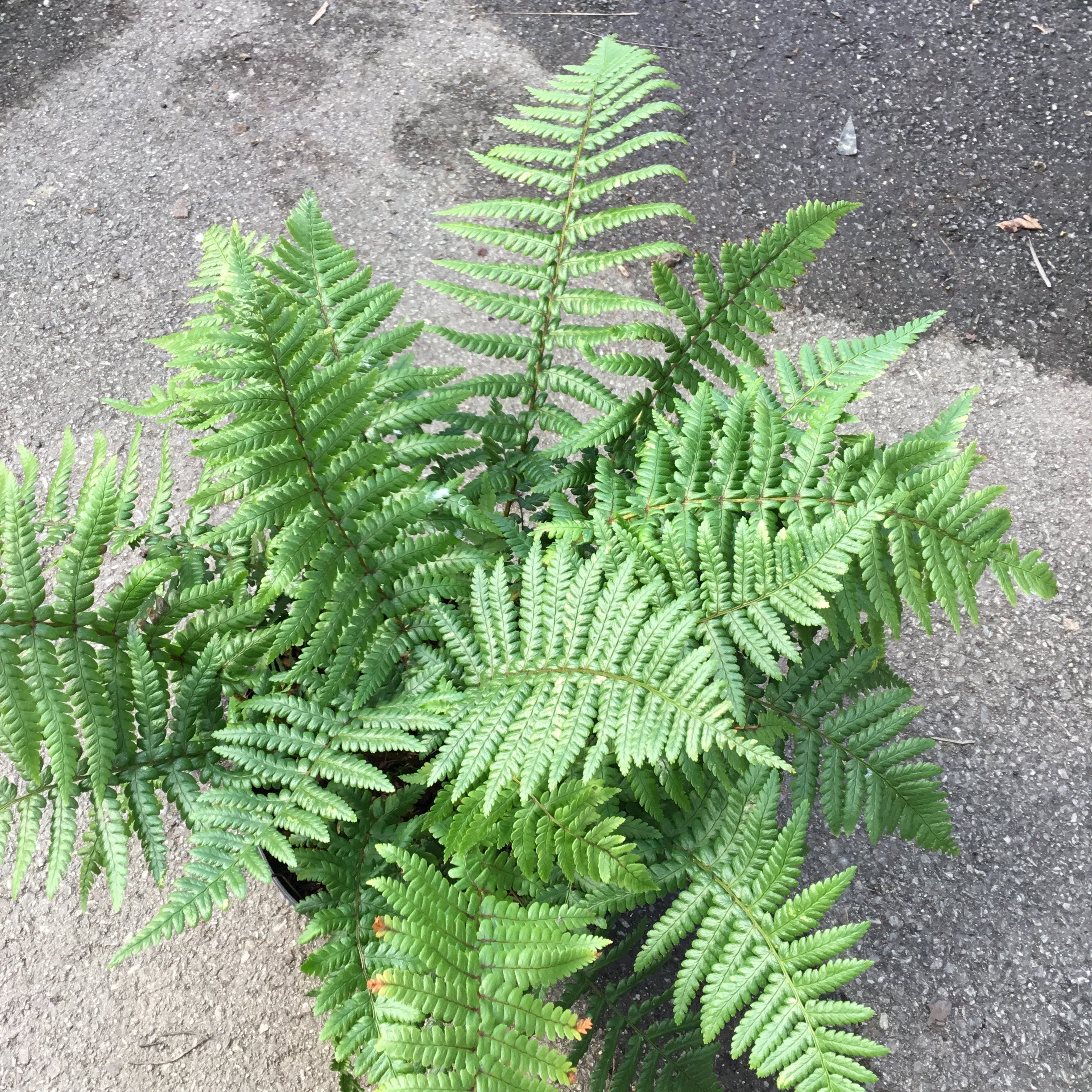 Fougère Dryopteris Affinis - Volume 2L / 20-30cm